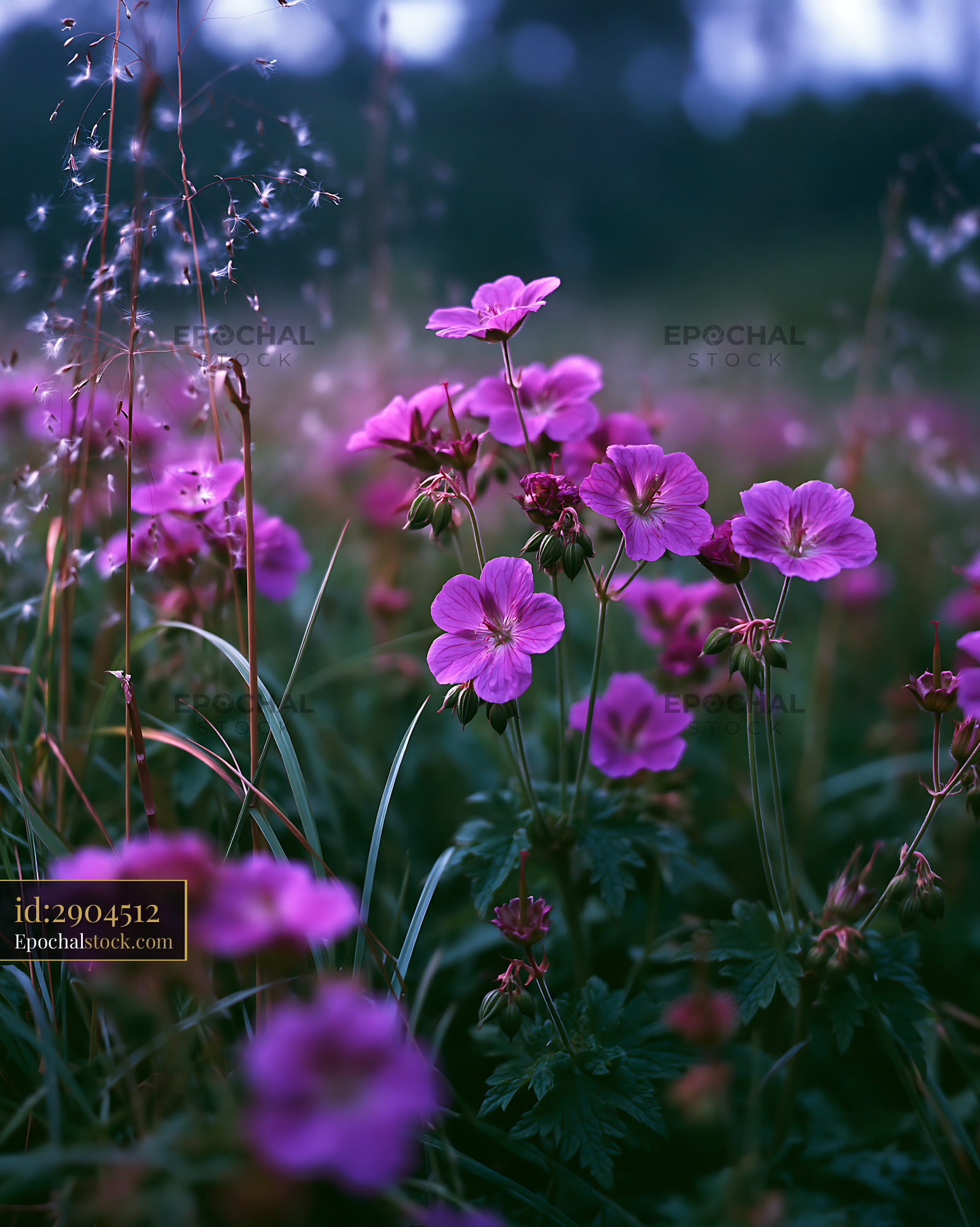 Watermarked full-resolution preview of Vivid pink flowers bloom in a grassy field during early morning