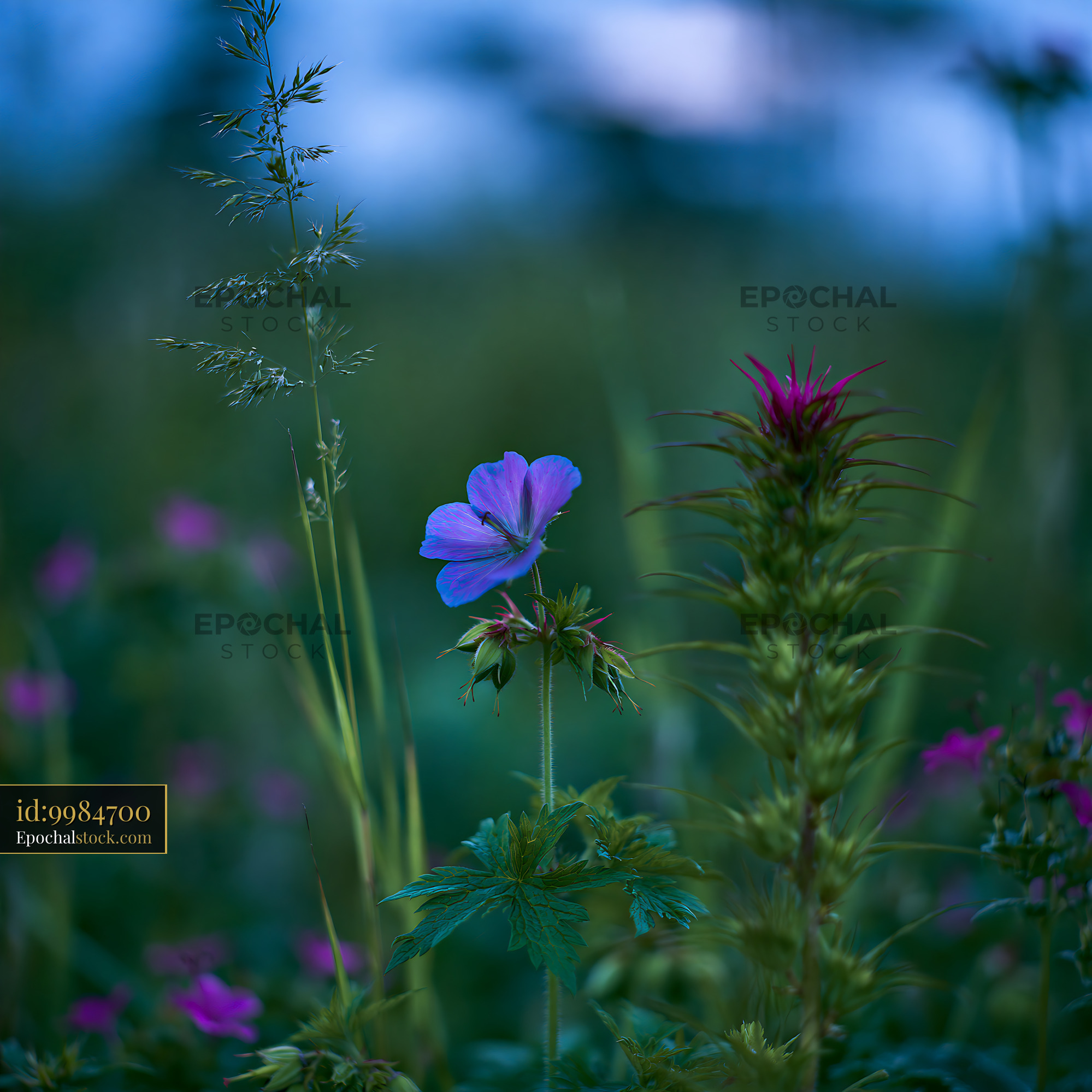 Watermarked full-resolution preview of Wildflowers growing in a field during blue hour