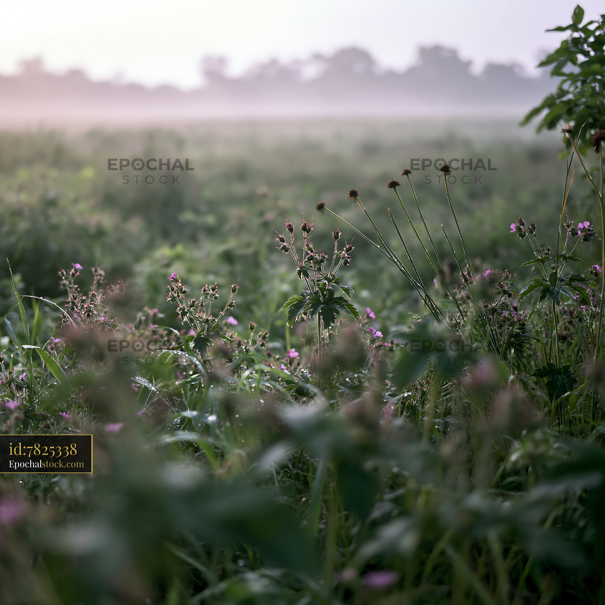 Watermarked full-resolution preview of Morning light over a misty field with wildflowers and greenery