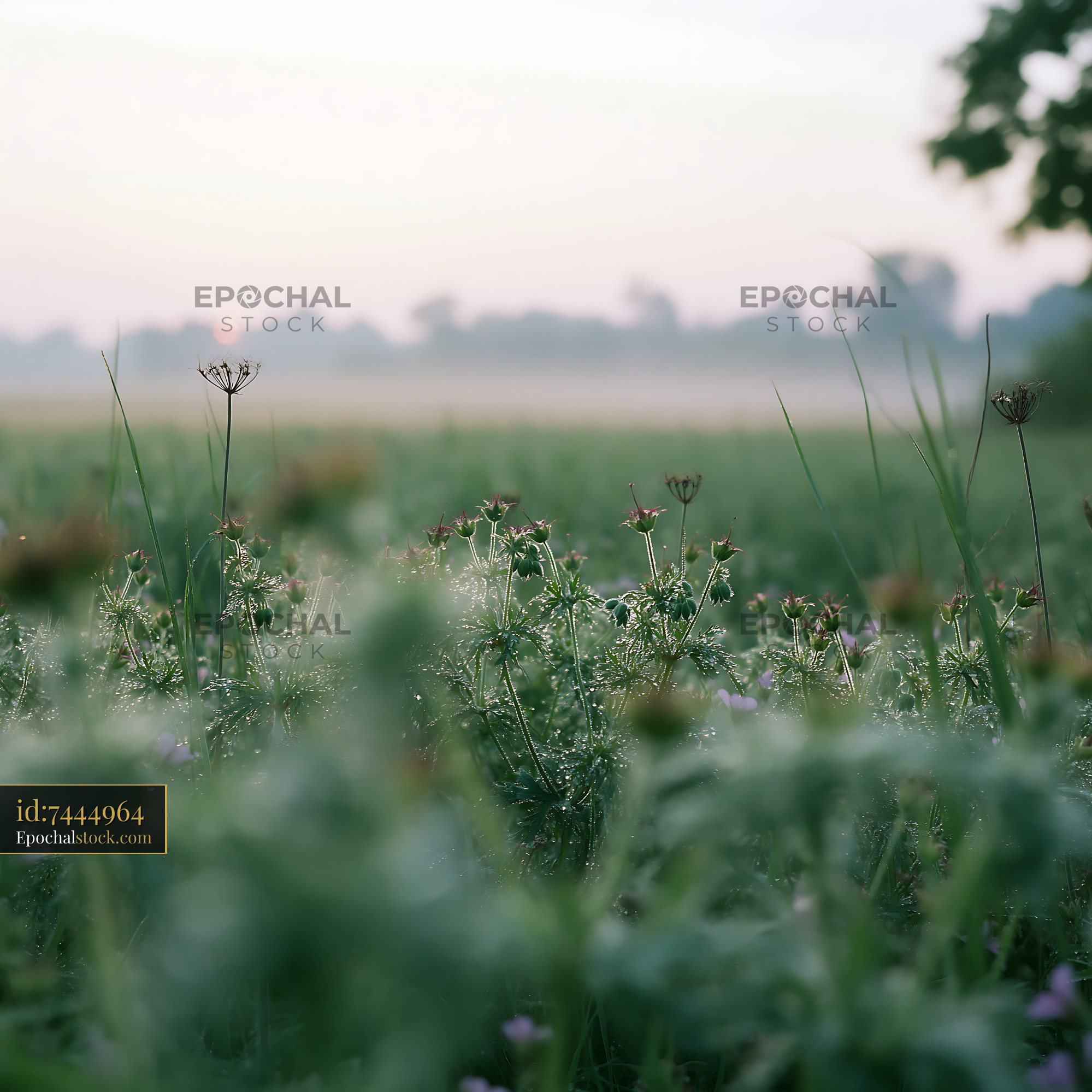 Watermarked full-resolution preview of Morning dew on a field with wildflowers and fading sunlight