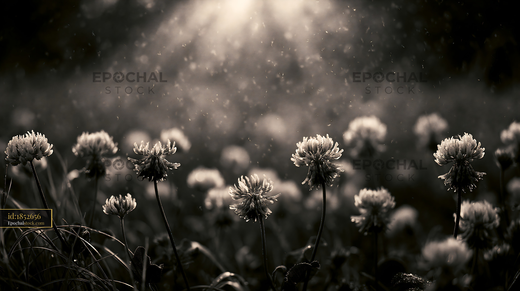 Watermarked full-resolution preview of Flowers in a field with rain in soft sunlight
