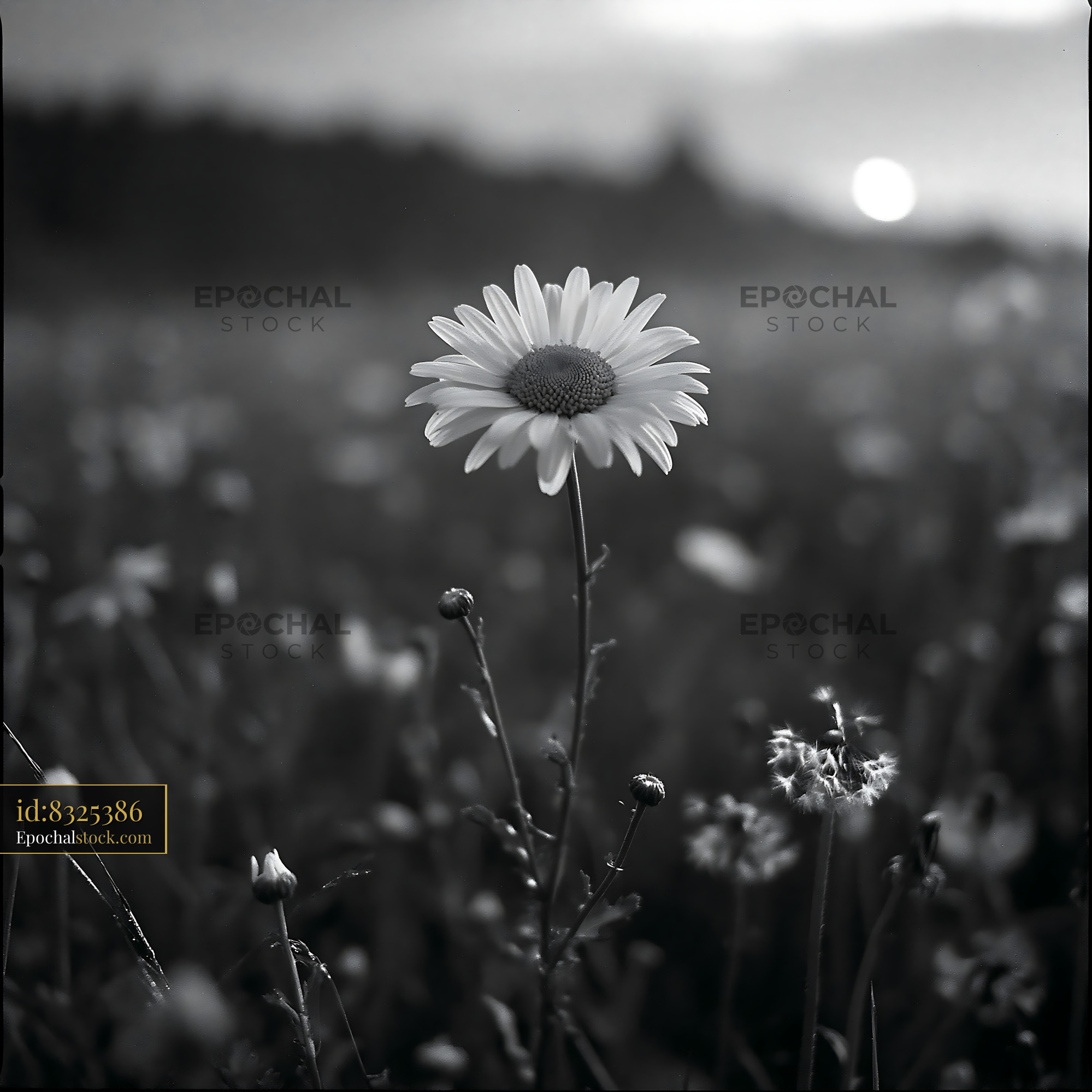 Watermarked full-resolution preview of Single daisy flower in early evening light
