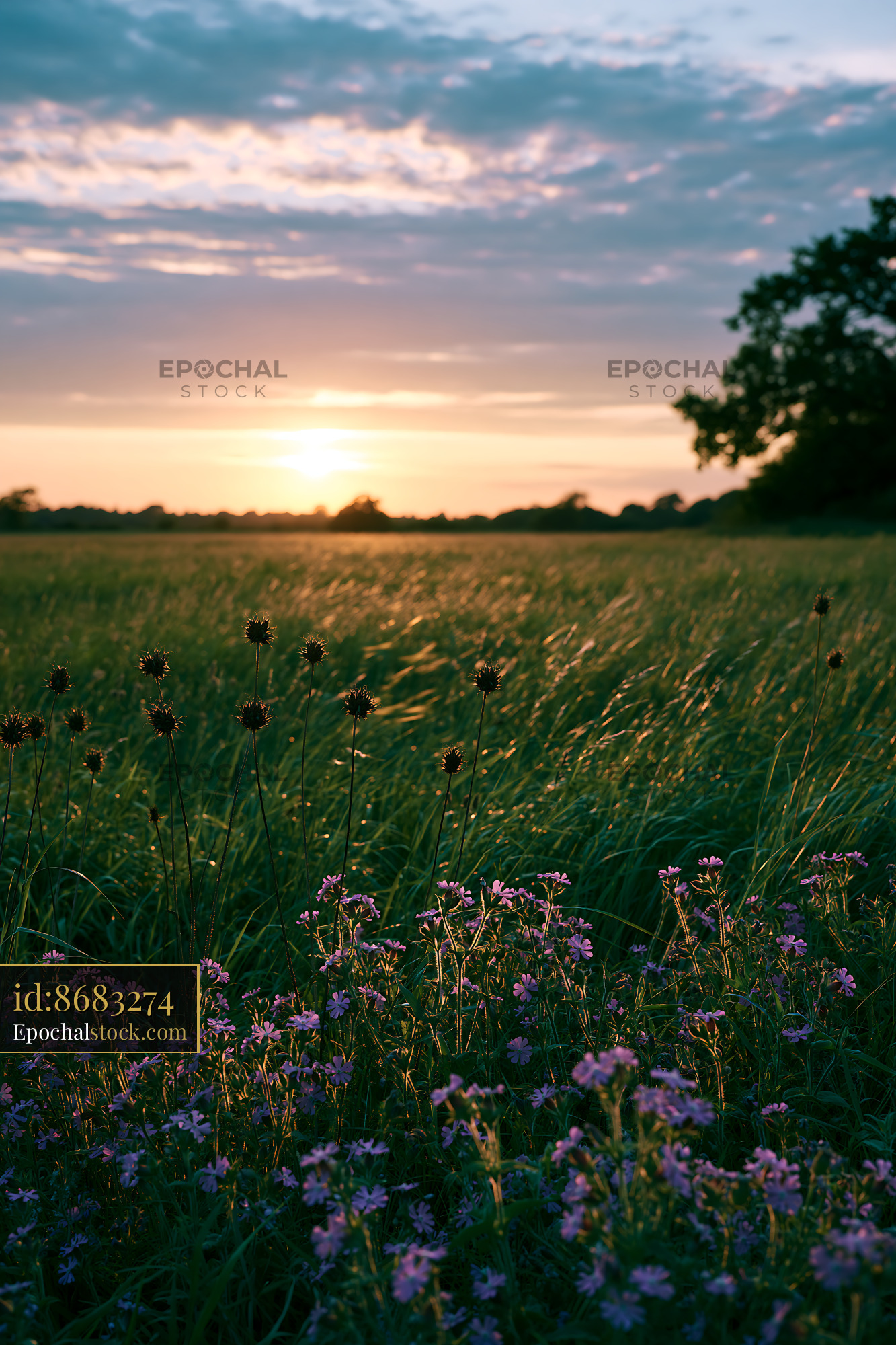 Watermarked full-resolution preview of Sunset over a grassy field with wildflowers