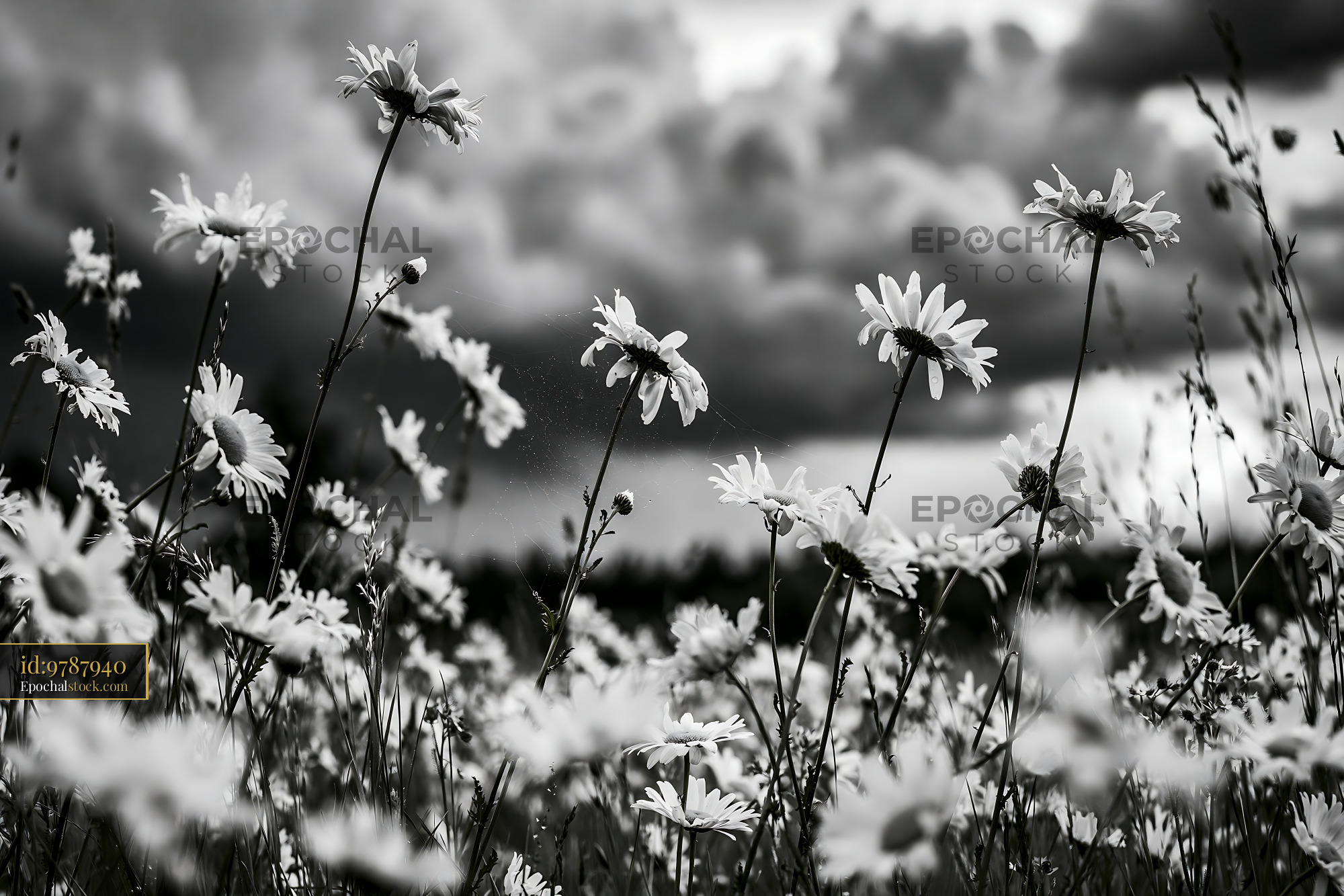 Watermarked full-resolution preview of Black and white flowers in a field under cloudy sky