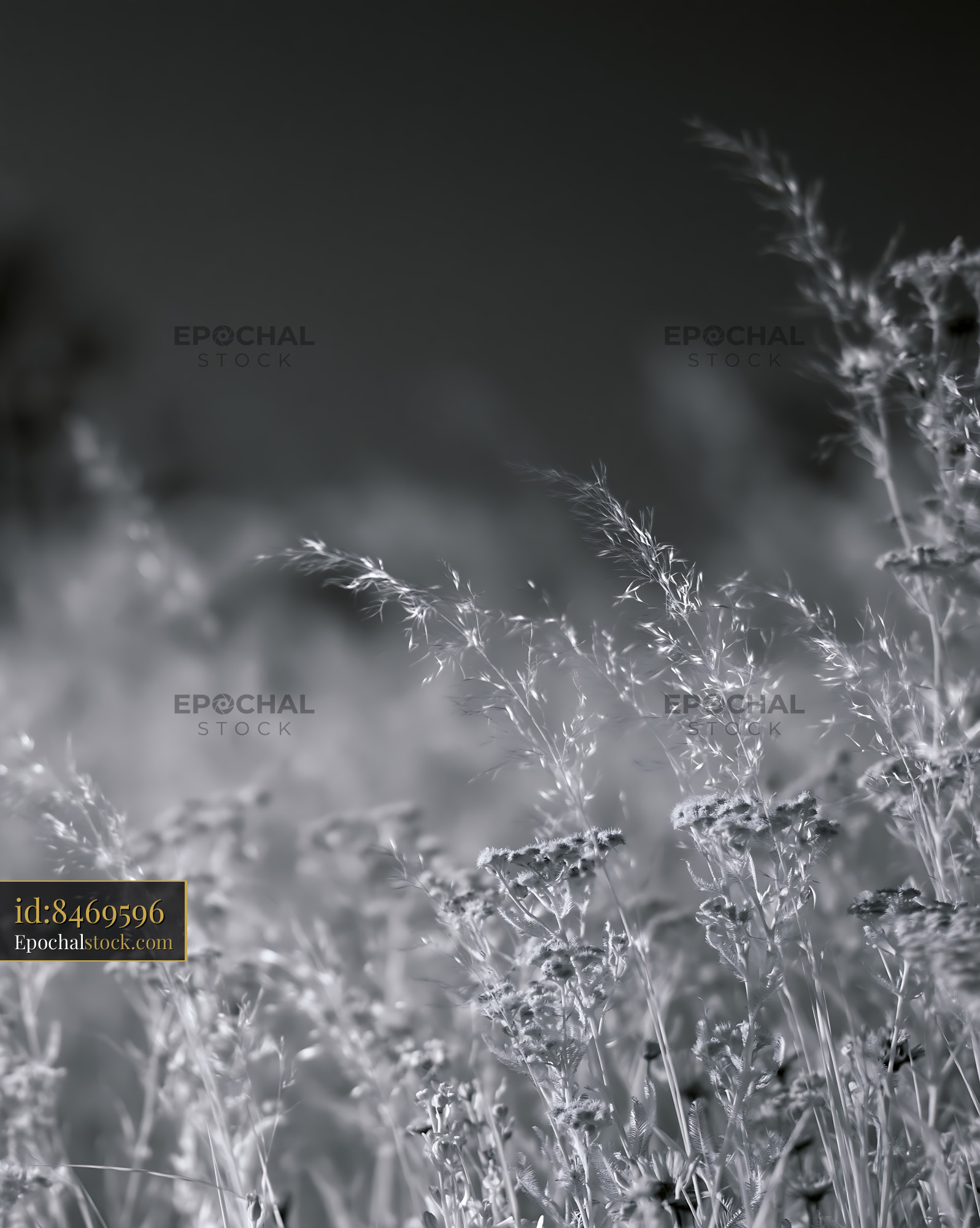 Watermarked full-resolution preview of Grass field illuminated by soft light during sunset