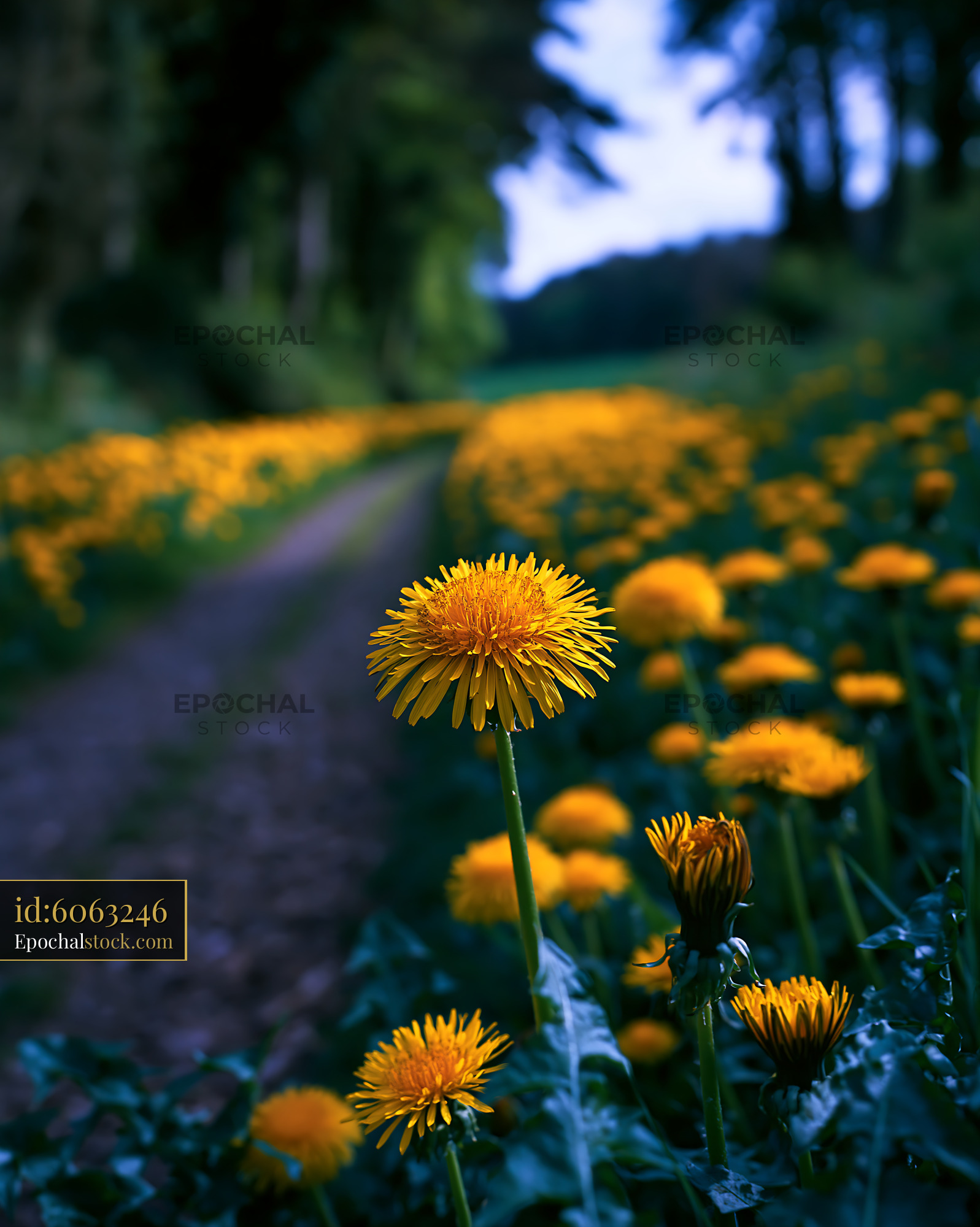 Watermarked full-resolution preview of Dandelion fields along a rural path during early evening