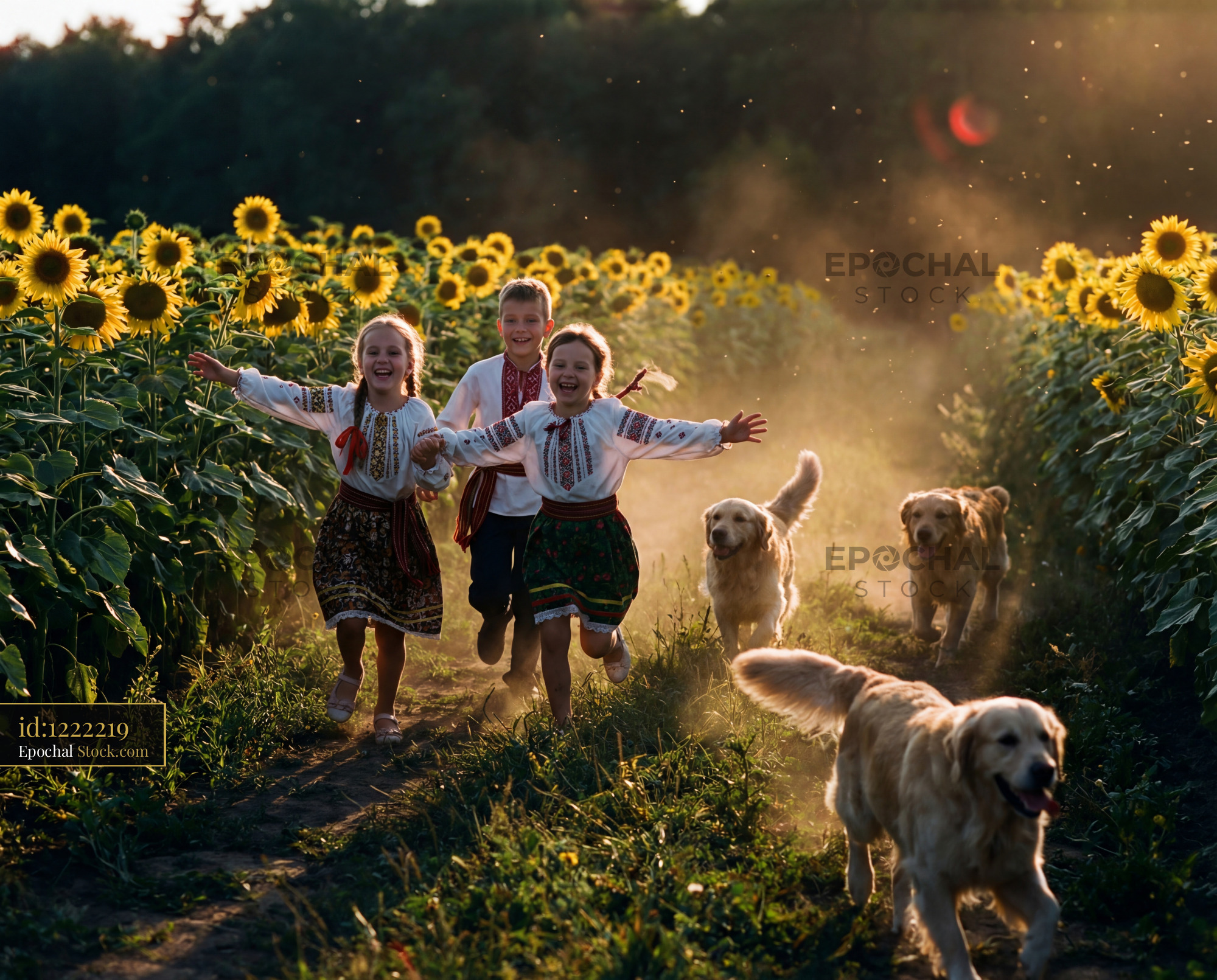 Children and dogs run in a sunflower field during sunset