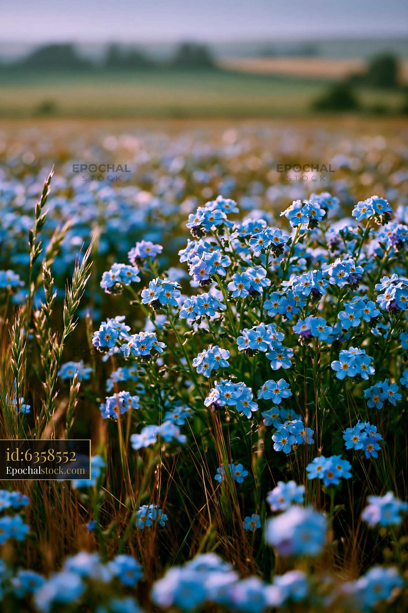 Watermarked full-resolution preview of Field of blue flowers blooming in sunny landscape