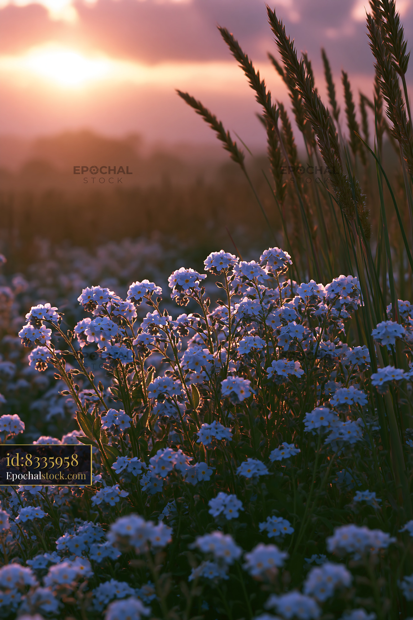 Watermarked full-resolution preview of Sunset over field of flowers and grass