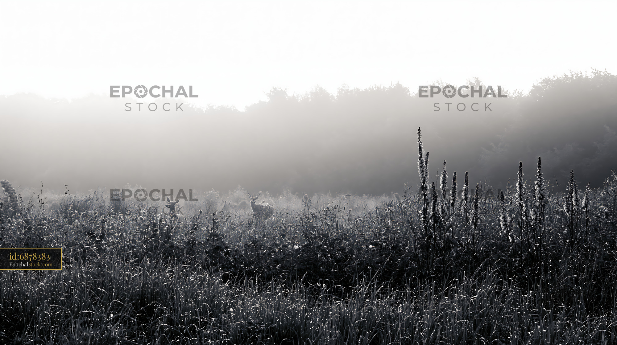 Watermarked full-resolution preview of Deer grazing in a misty meadow at dawn