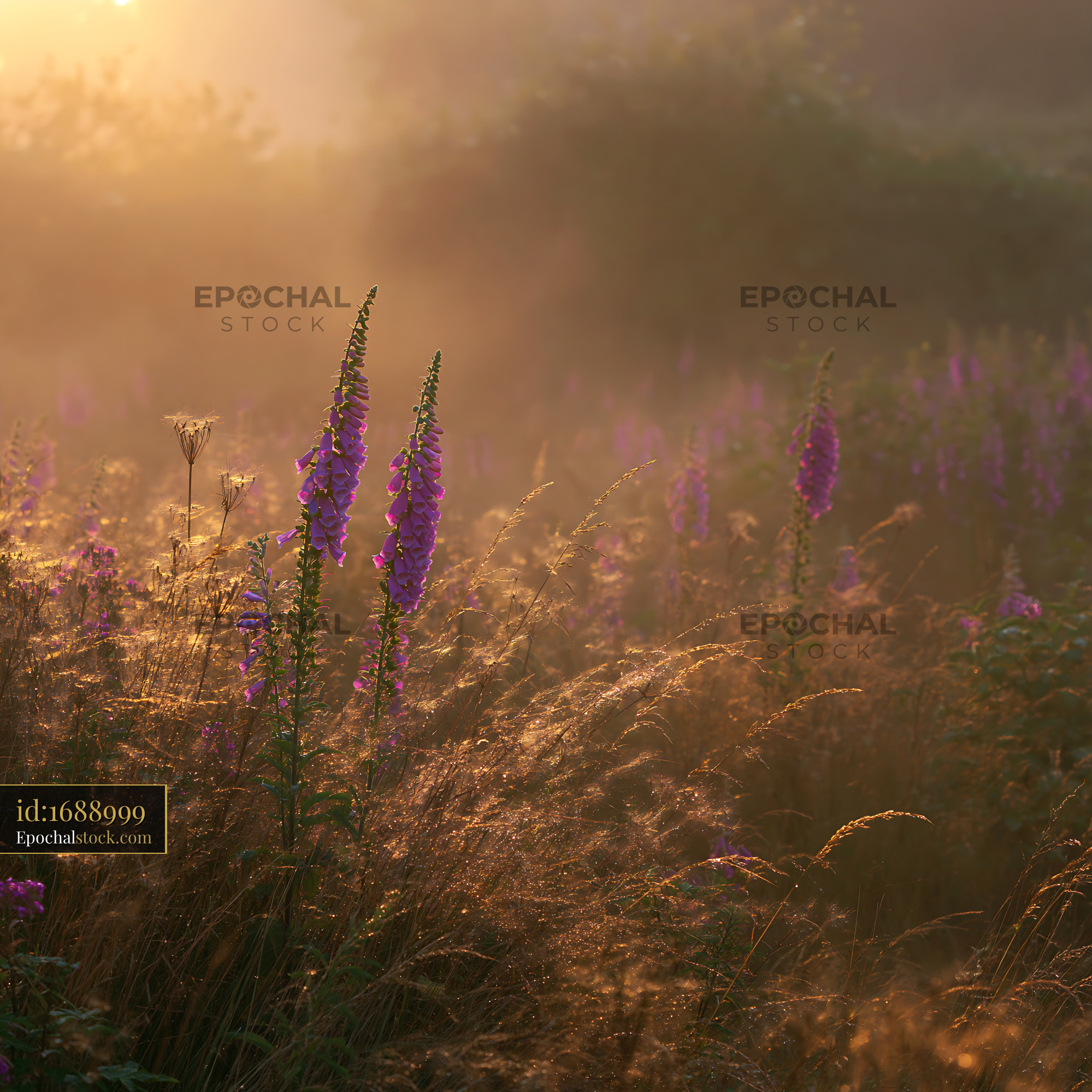 Watermarked full-resolution preview of Morning light illuminates wildflowers in a grassy field