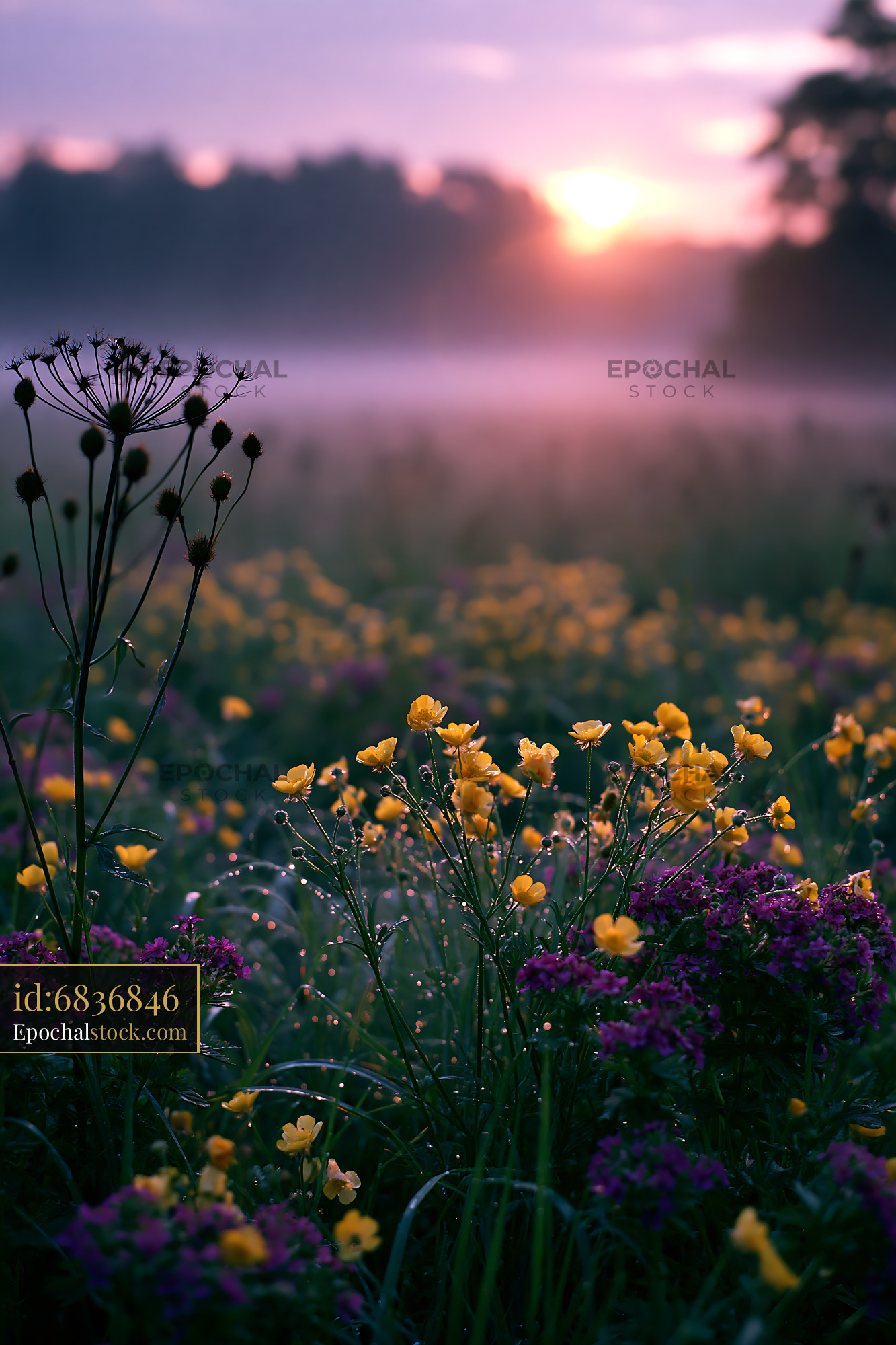 Watermarked full-resolution preview of Morning light over a field of wildflowers at sunrise