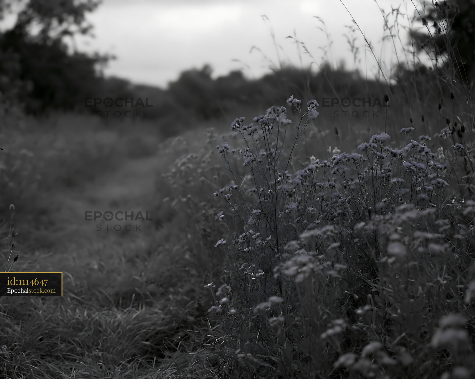 Watermarked full-resolution preview of Tall grass and wildflowers along a dirt path in a field