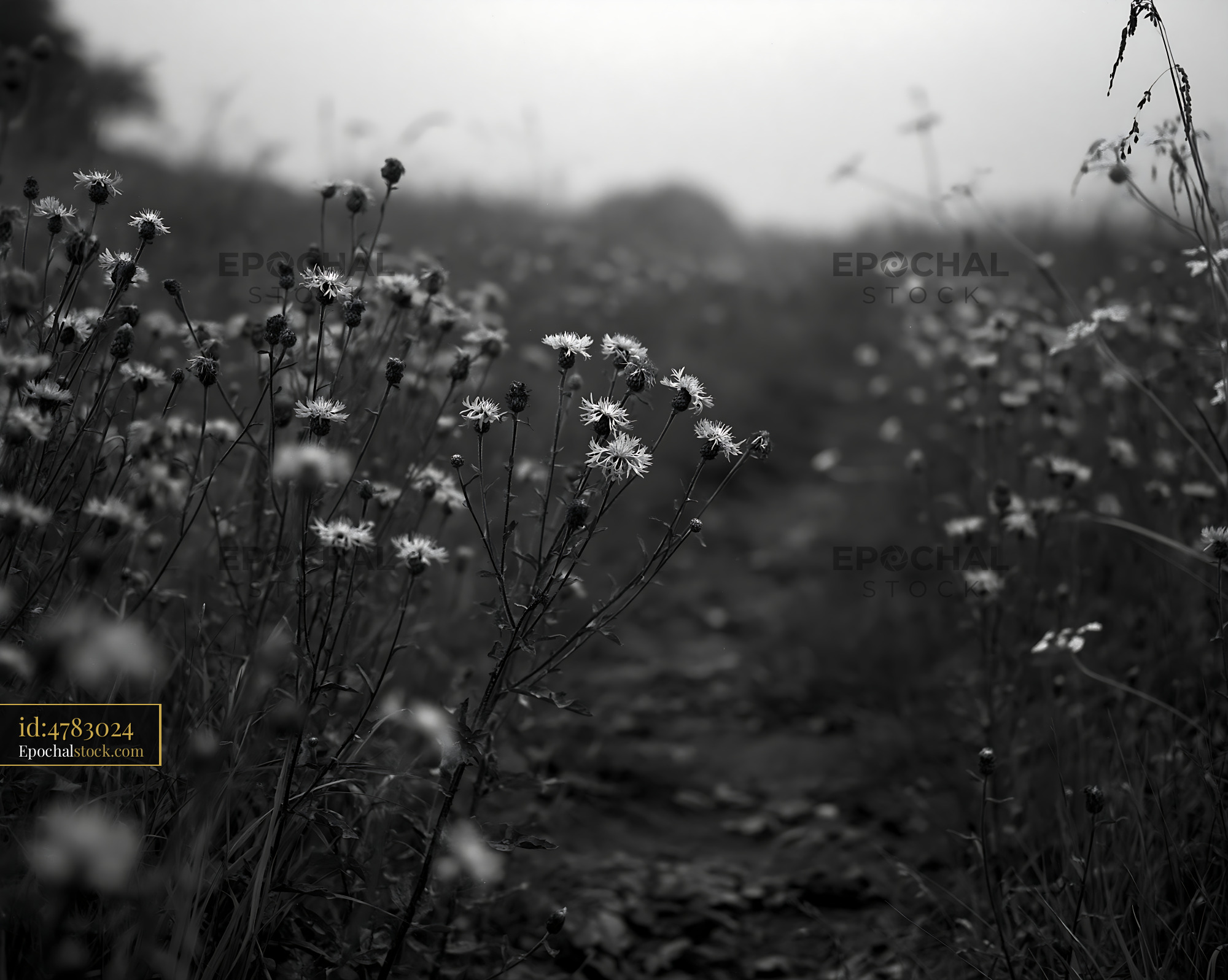 Watermarked full-resolution preview of Black and white pathway lined with flowers in fog