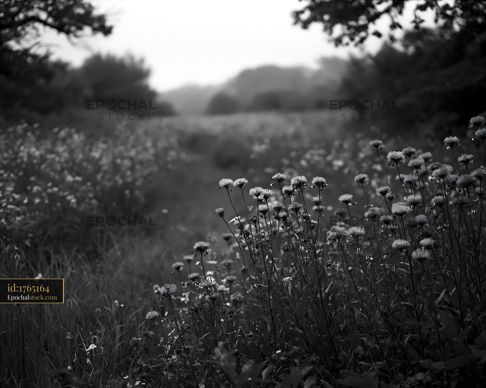 Watermarked full-resolution preview of Flowers in a field on a foggy day