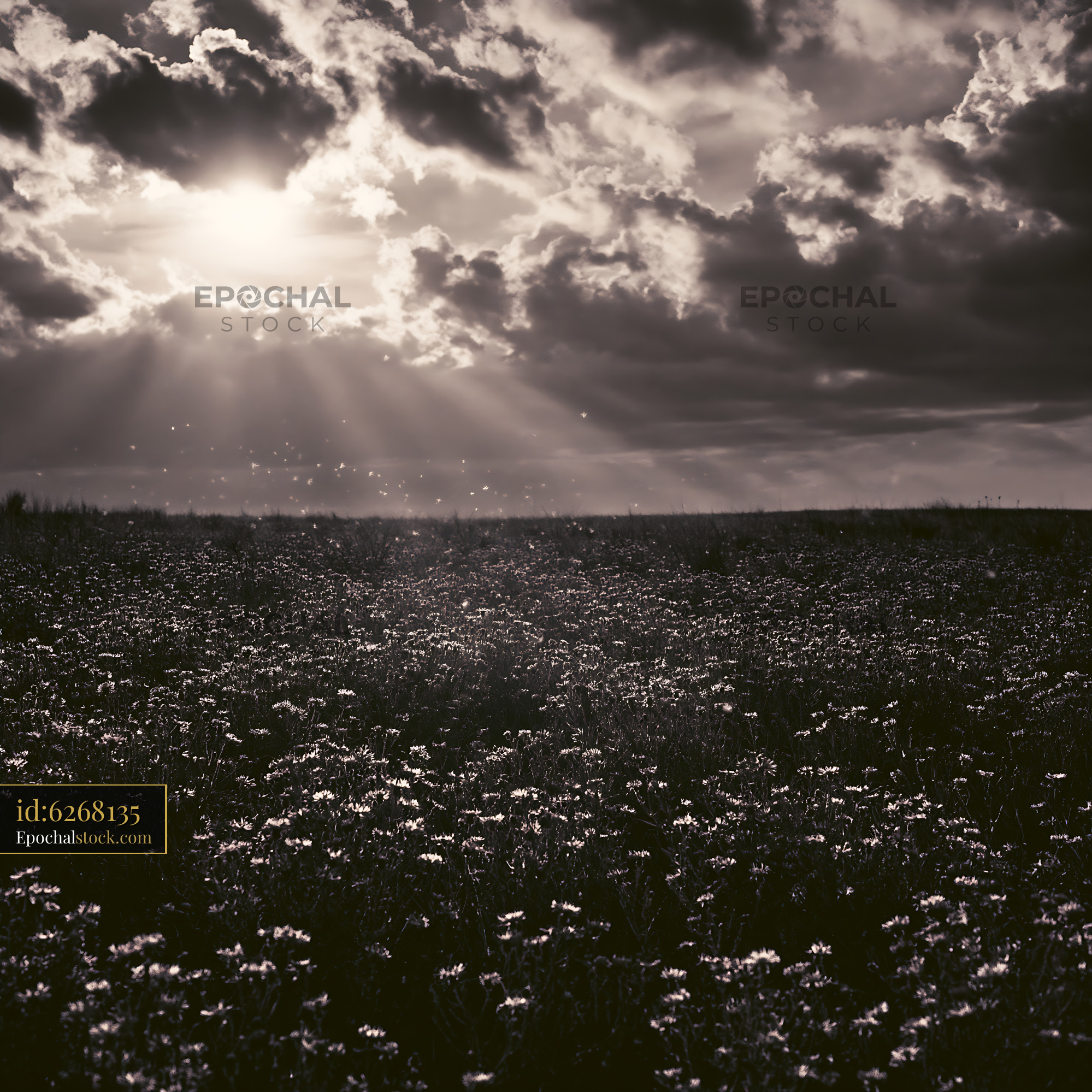 Watermarked full-resolution preview of Sunlight breaking through clouds over a field of flowers