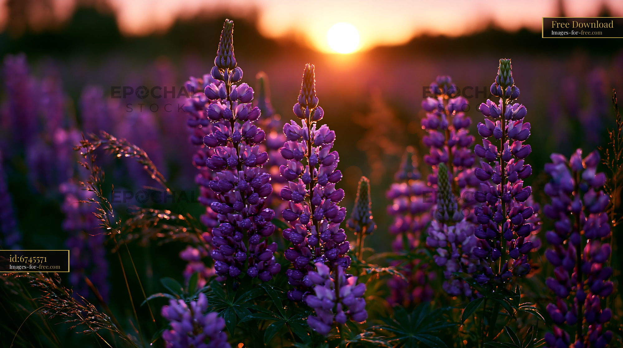 Watermarked full-resolution preview of Purple flowers in a field during sunset