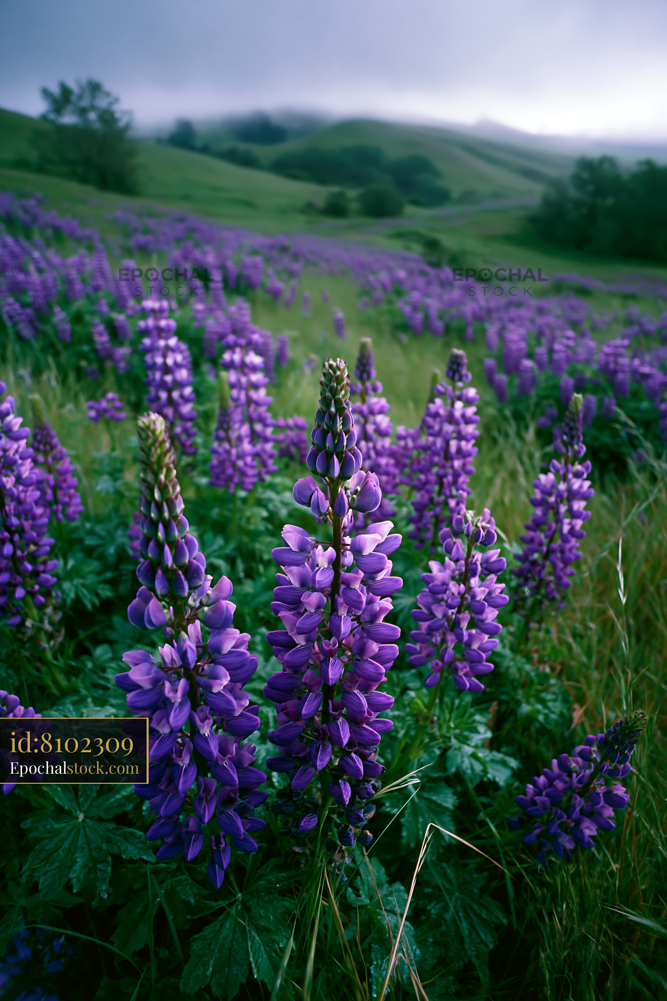 Watermarked full-resolution preview of Violet flowers blooming in a green meadow landscape