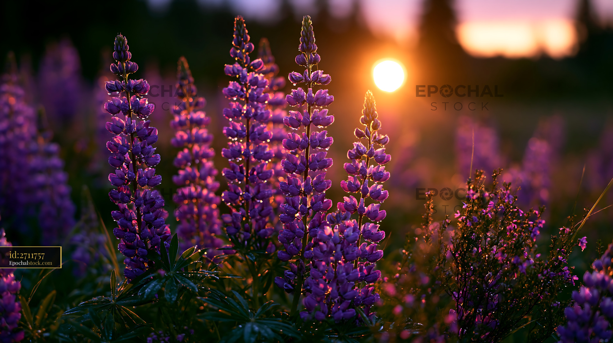 Watermarked full-resolution preview of Lupine flowers blooming during sunset in a natural landscape