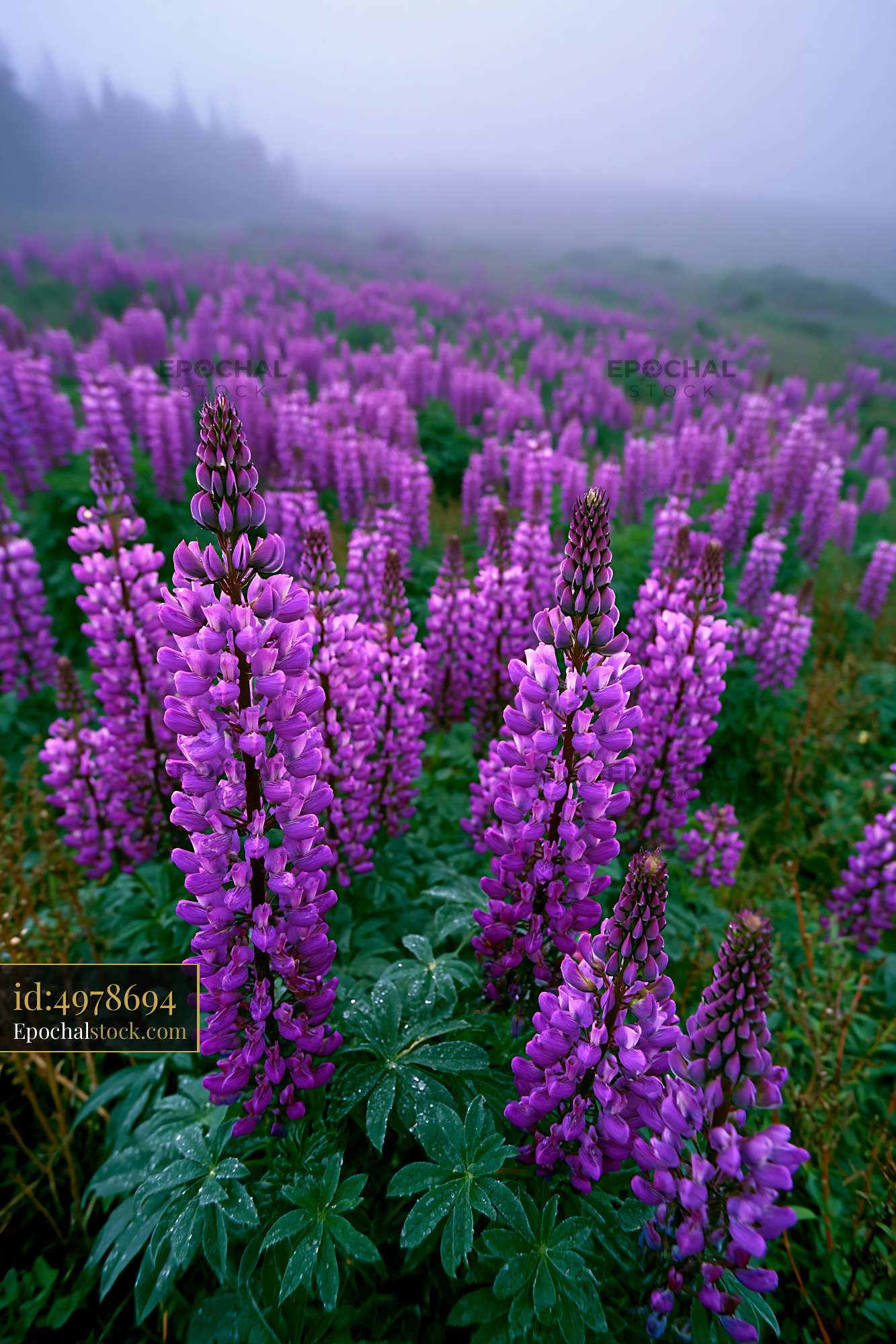 Watermarked full-resolution preview of Lush field of purple flowers in foggy landscape