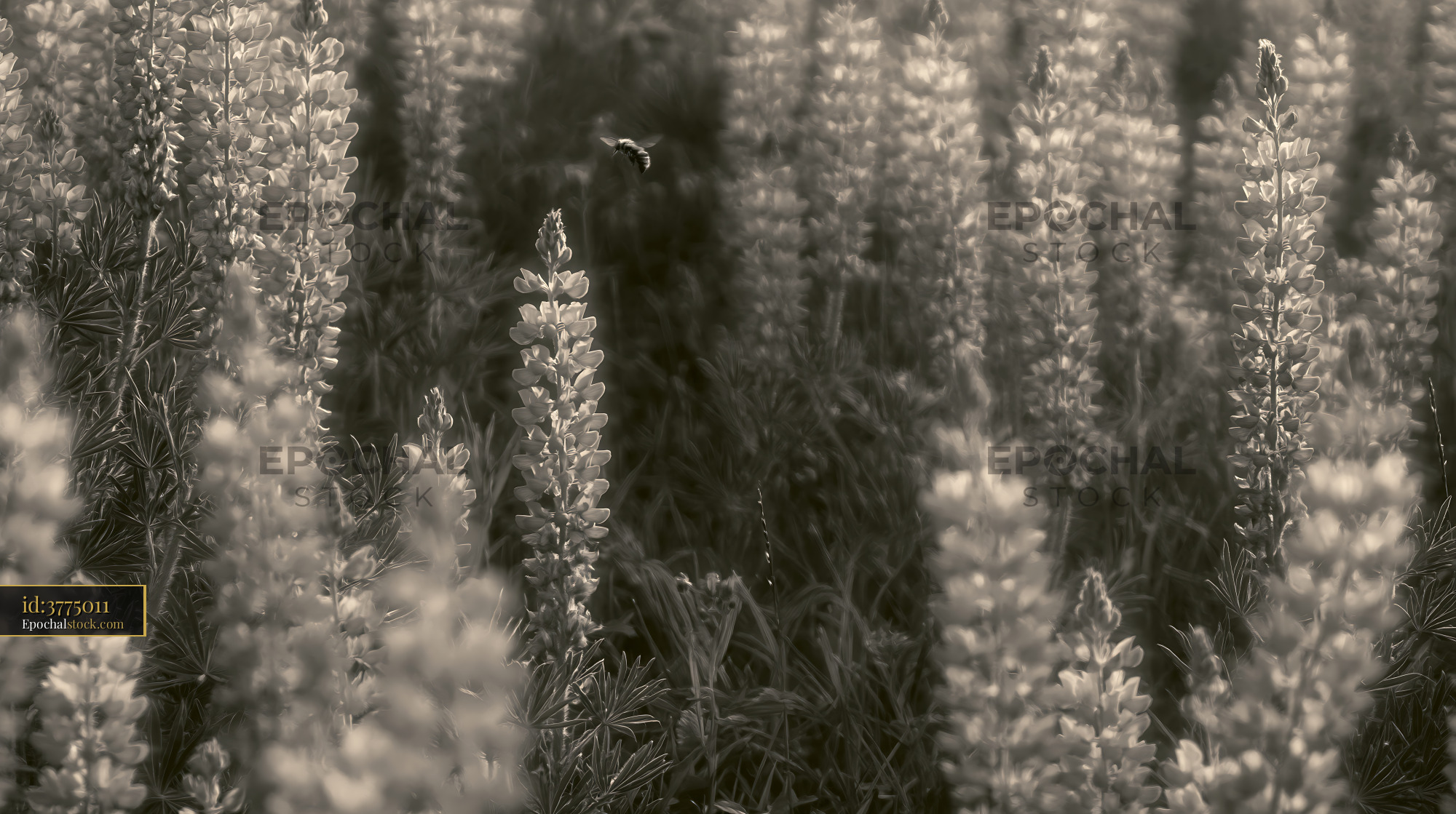 Watermarked full-resolution preview of Lupine flowers in a field with blurred background
