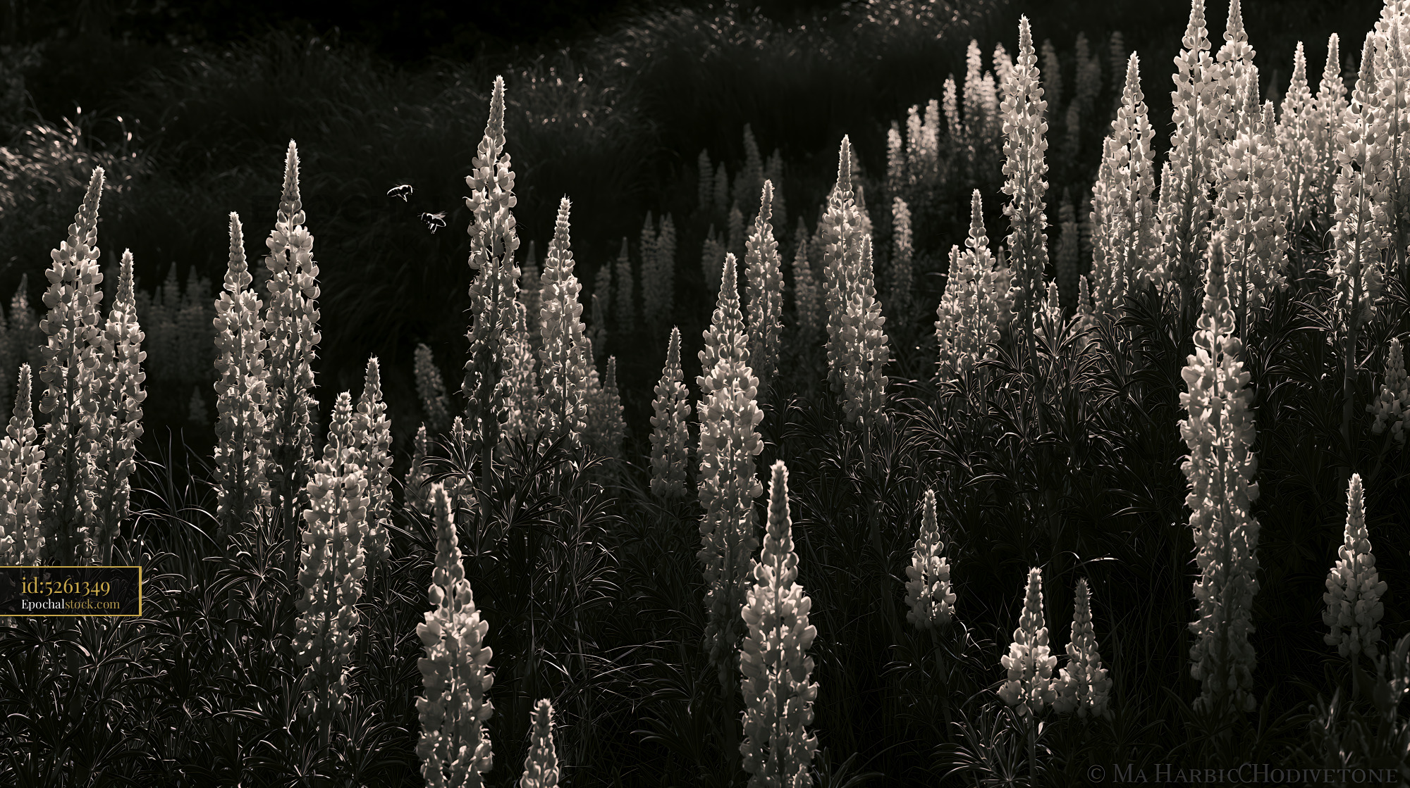 Watermarked full-resolution preview of Lupine flowers in black and white in a field during the day