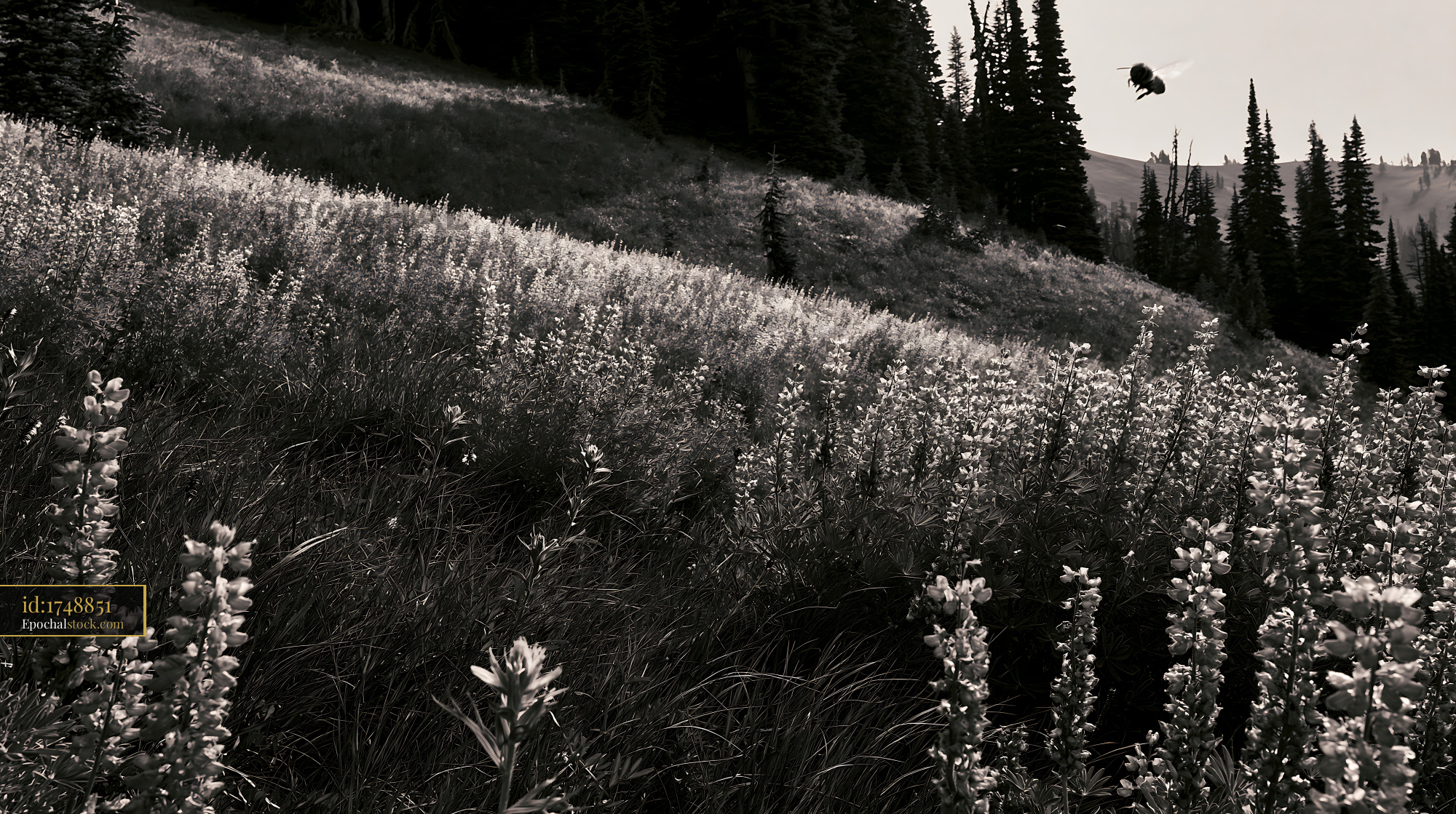 Watermarked full-resolution preview of Lush meadow with wildflowers and bees under a clear sky