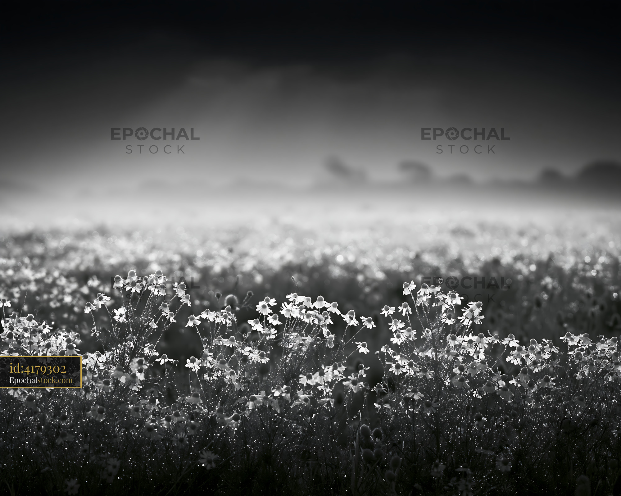 Watermarked full-resolution preview of Field of flowers in black and white at dawn