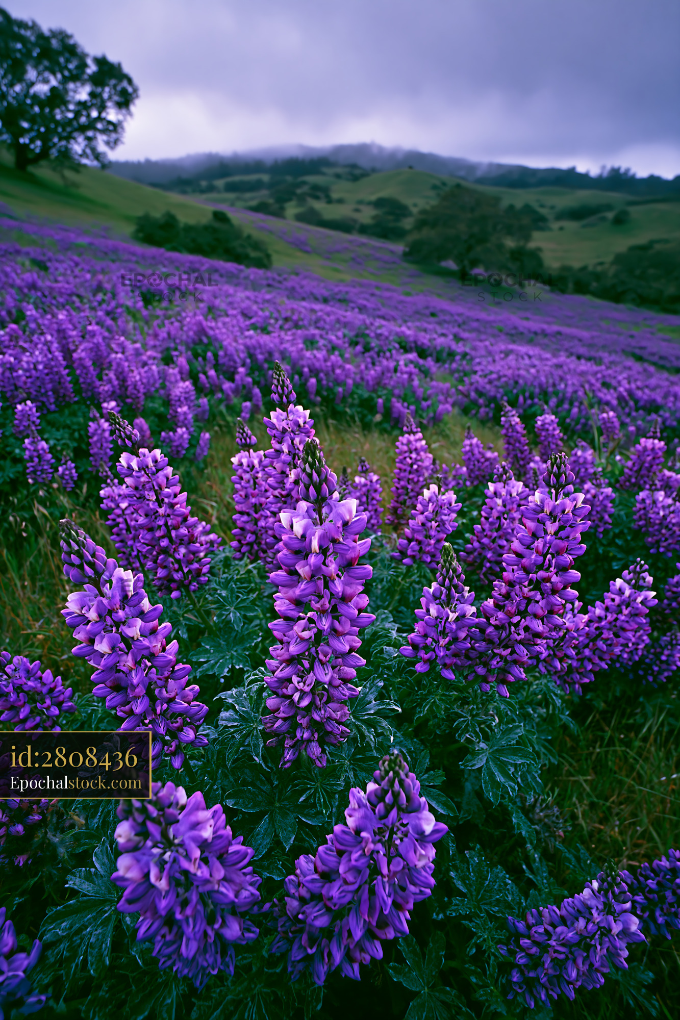 Watermarked full-resolution preview of Violet flowers blooming in a lush green field