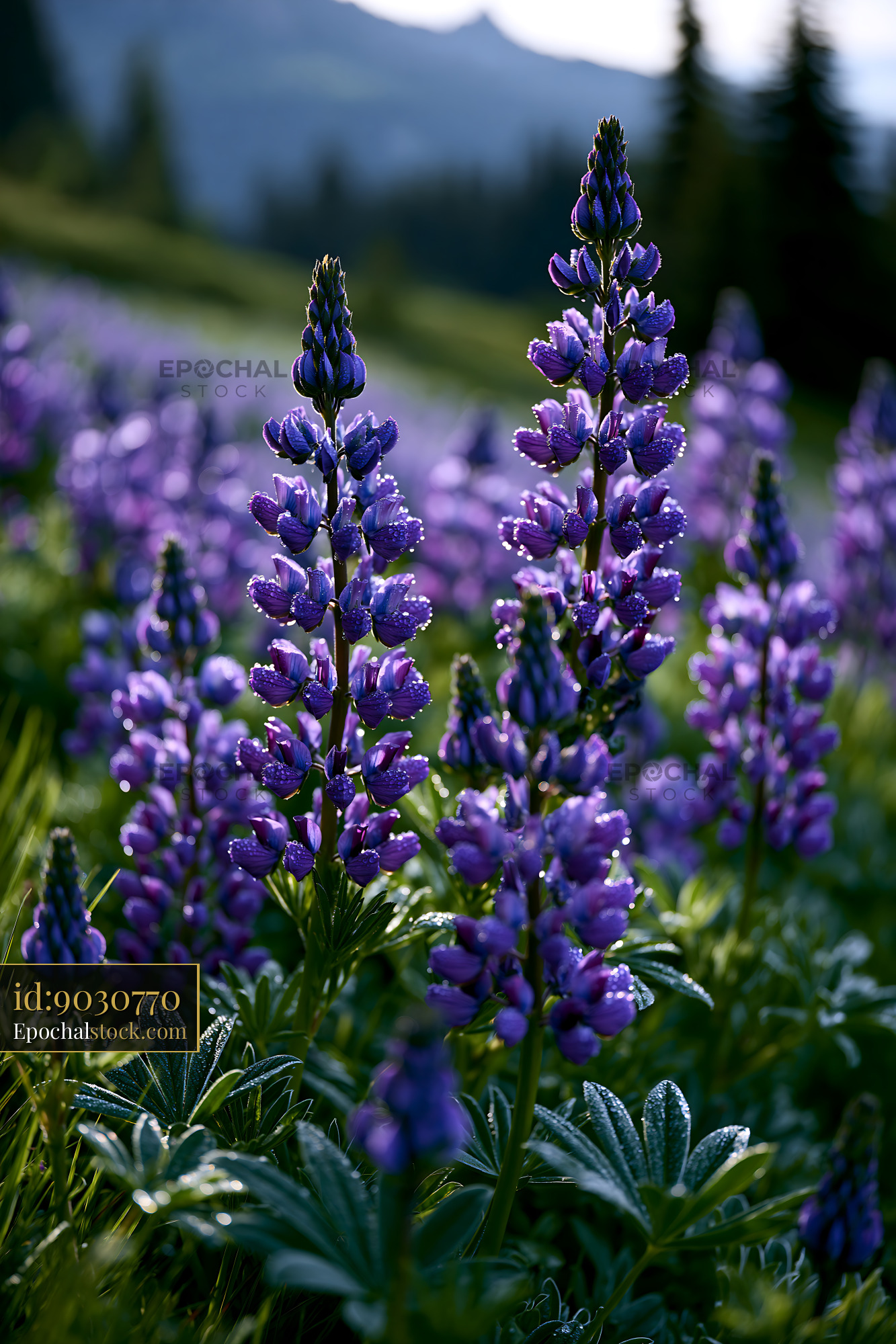 Watermarked full-resolution preview of Purple lupine flowers in a sunny meadow