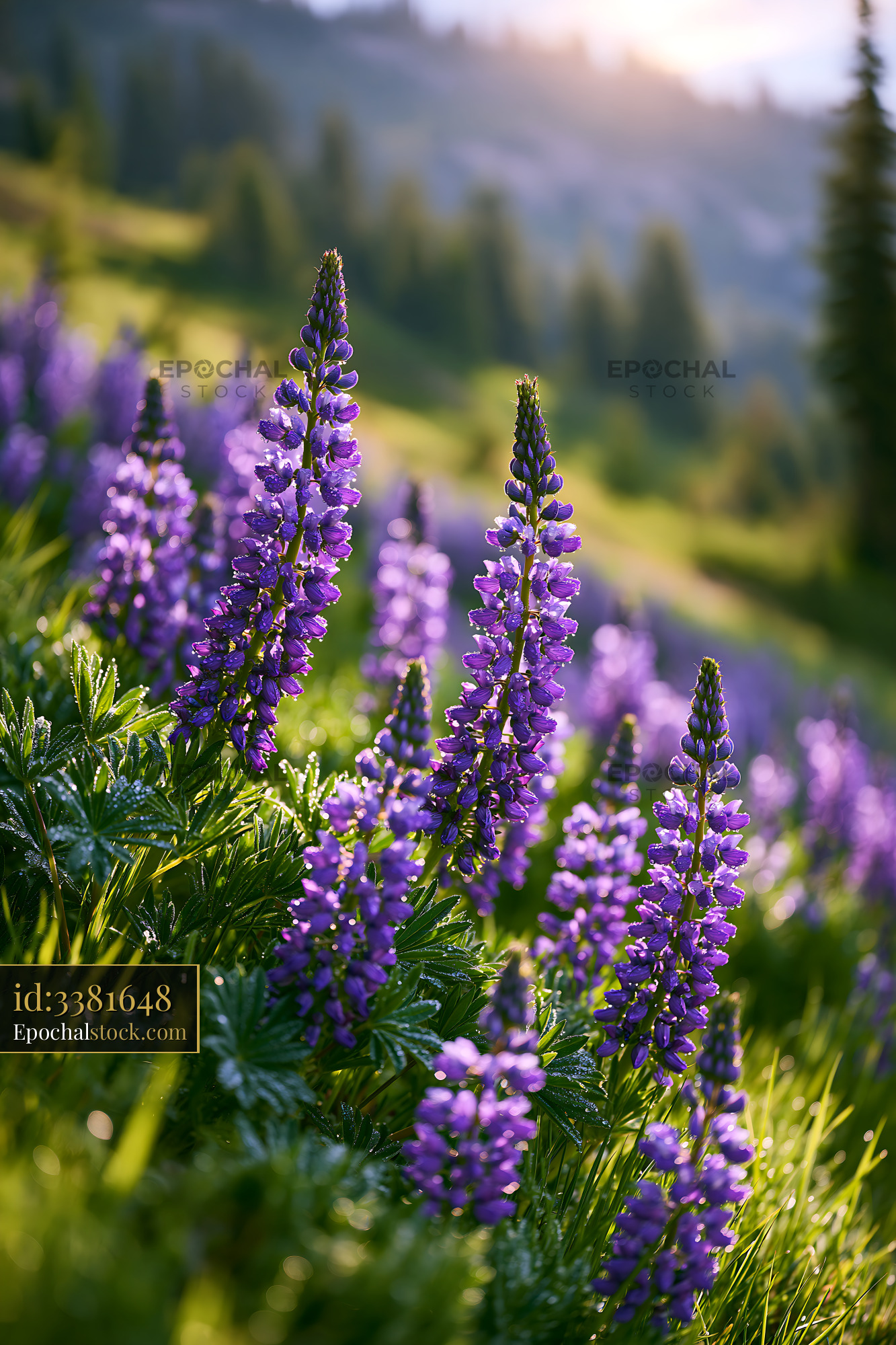 Watermarked full-resolution preview of Purple flowers bloom in a meadow during sunset