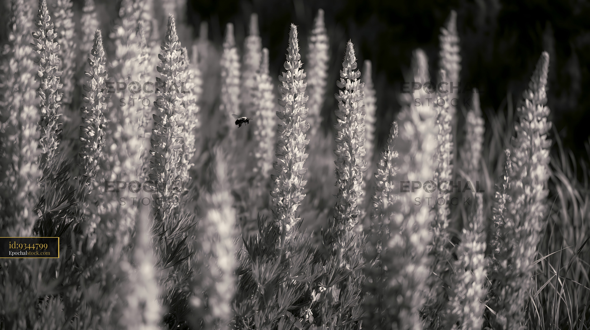 Watermarked full-resolution preview of Lupine flowers in black and white with a bee