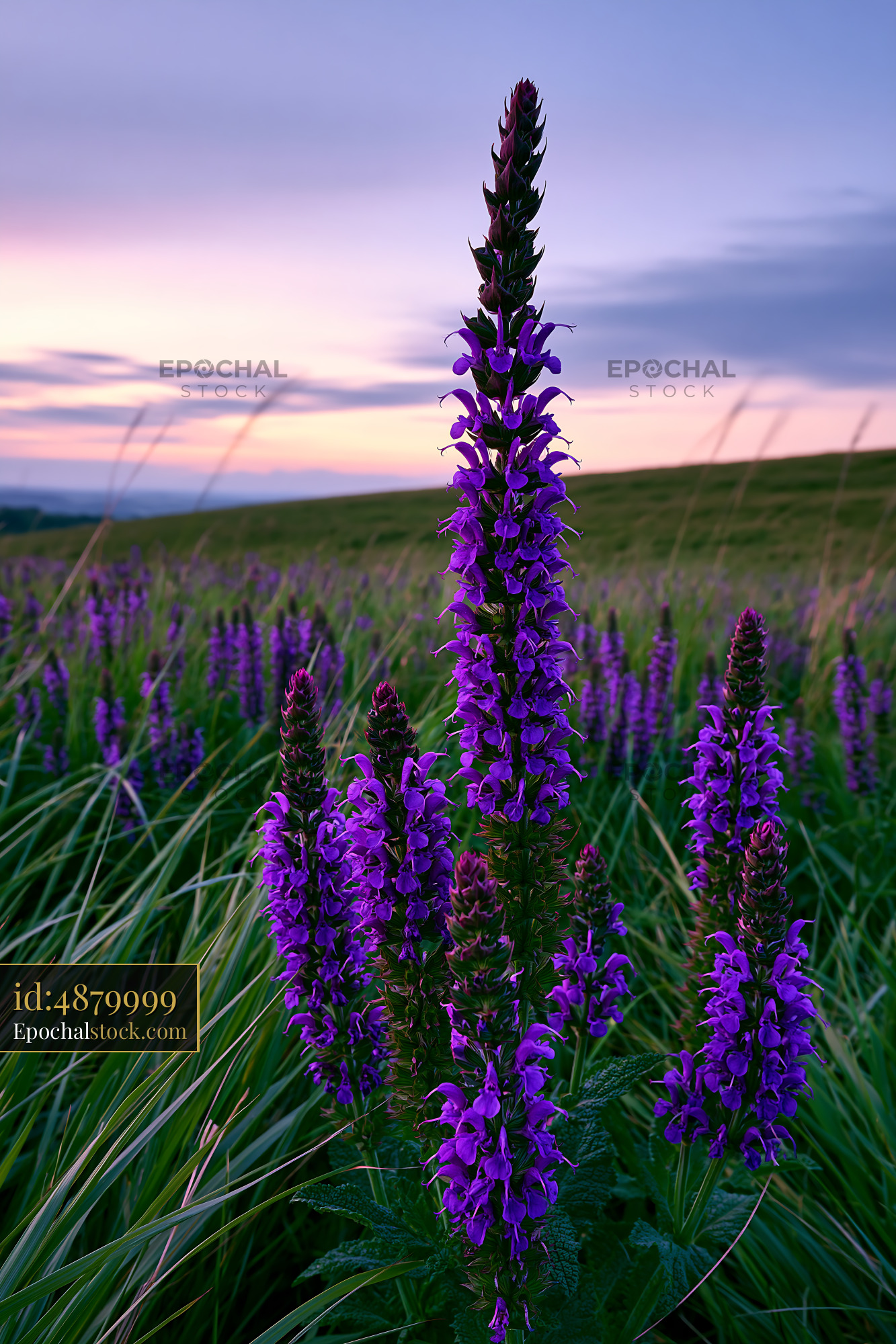 Watermarked full-resolution preview of Purple flowers blooming in a green field at sunset