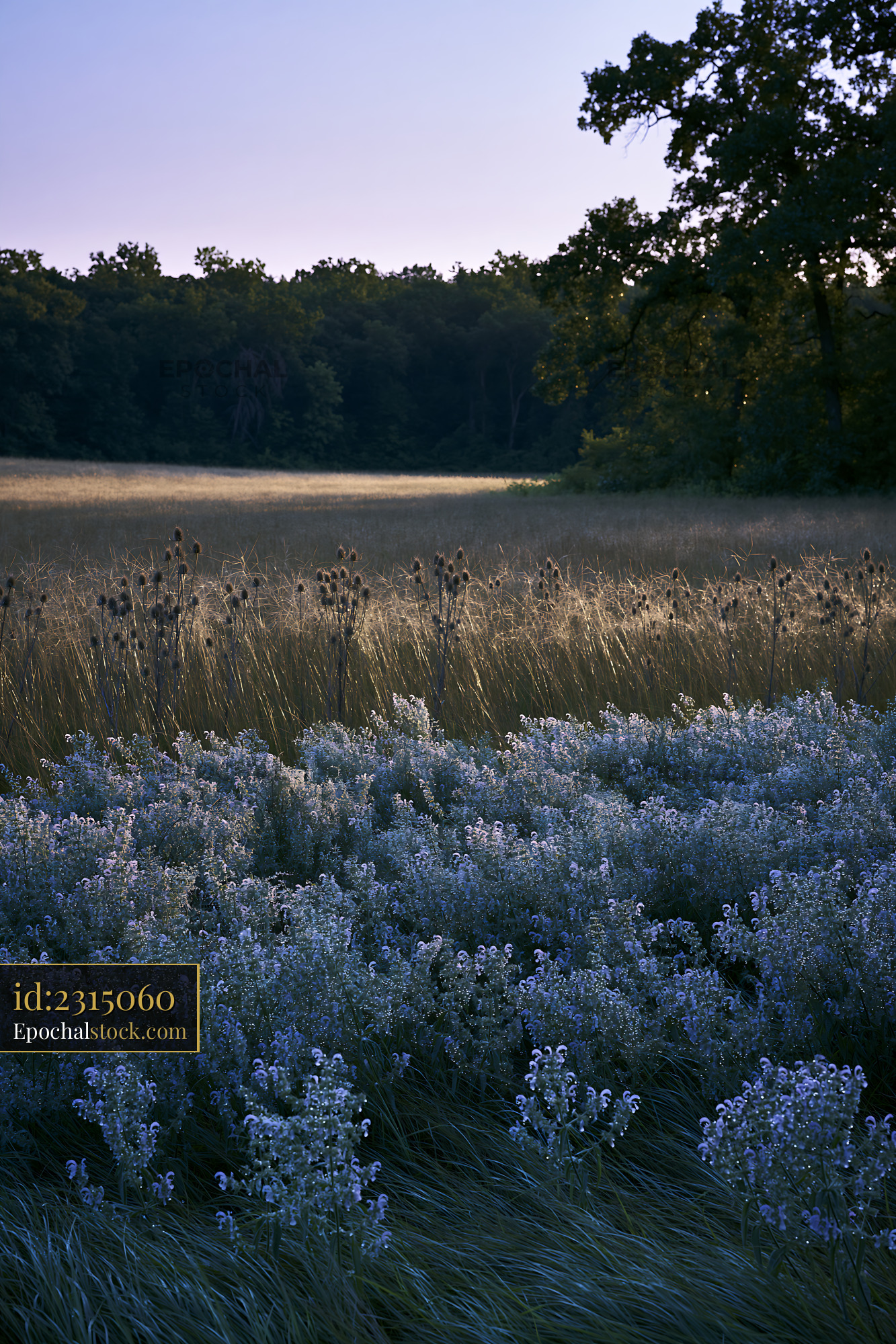 Watermarked full-resolution preview of Field of wildflowers and tall grass at sunset