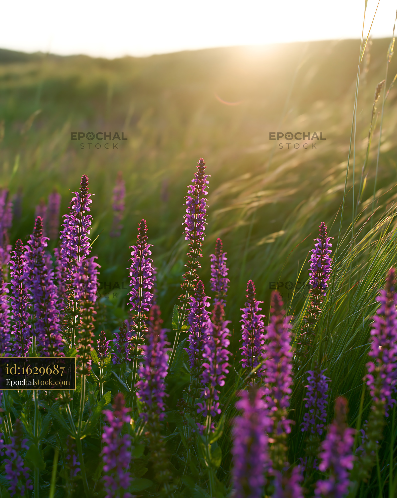 Watermarked full-resolution preview of Purple wildflowers in a grassy field during sunset