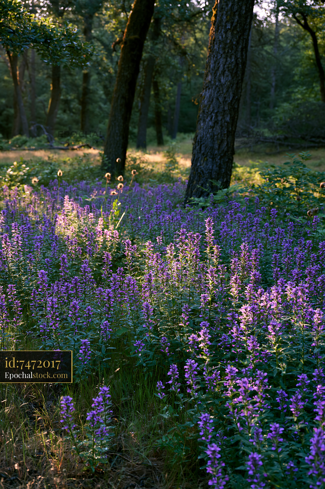 Watermarked full-resolution preview of Violet flowers bloom under trees in a forest during the day