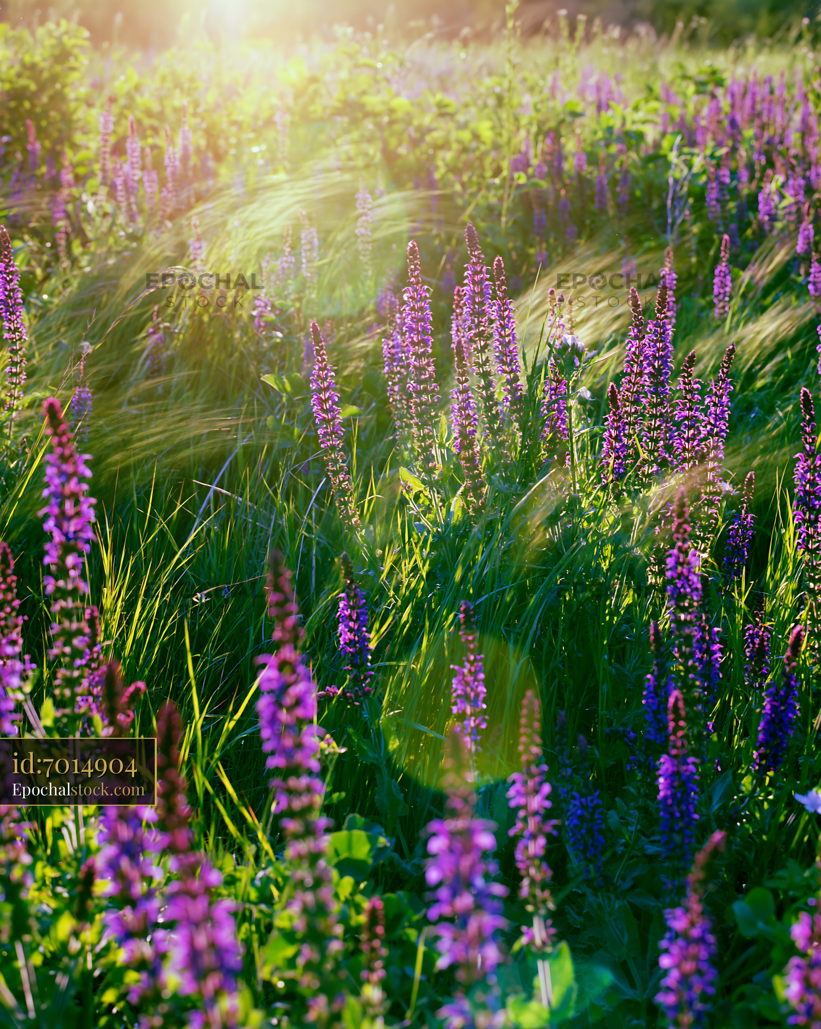 Meadow Sage Blooms in Sunlight Near Grass and Wildflowers - stock photo