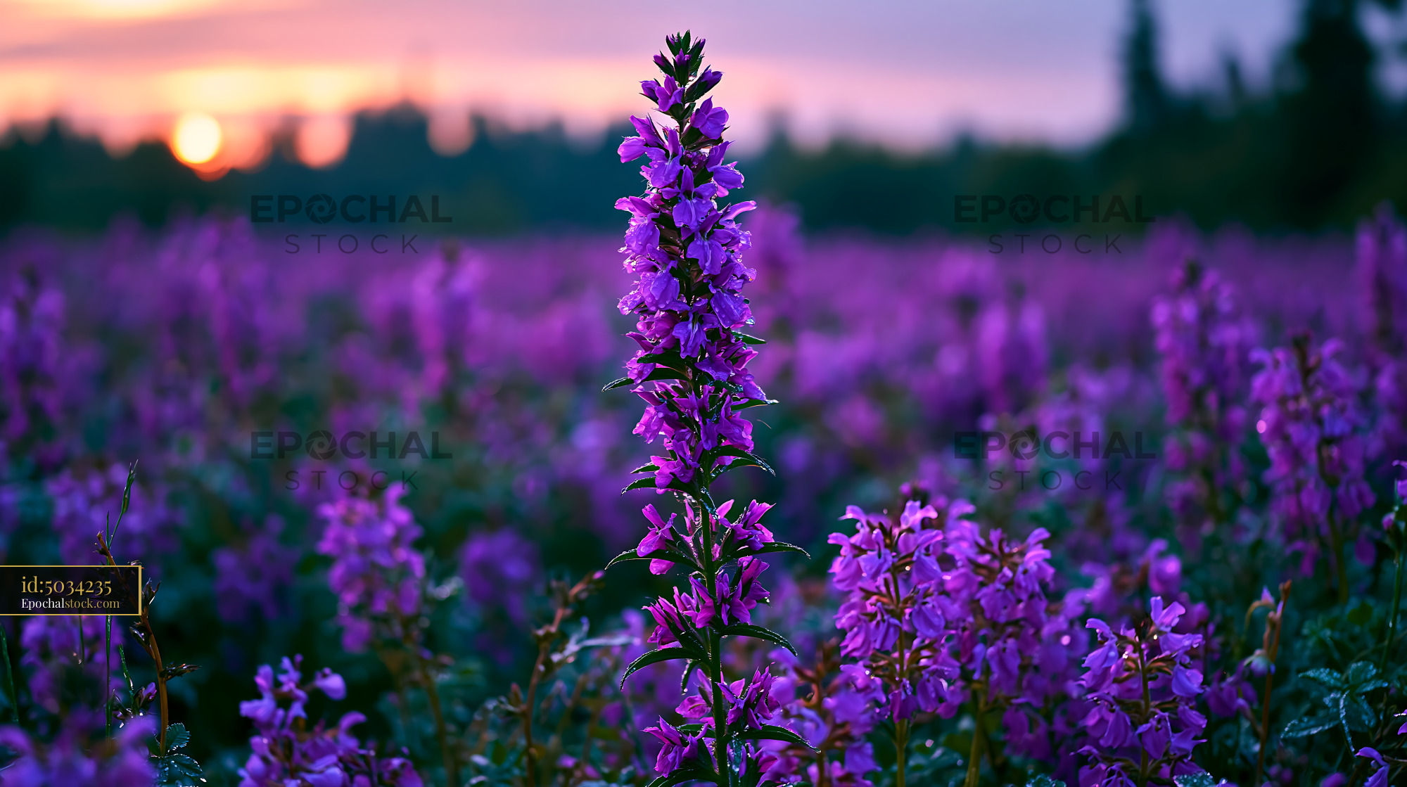 Watermarked full-resolution preview of Field of purple flowers at sunset near a wooded area