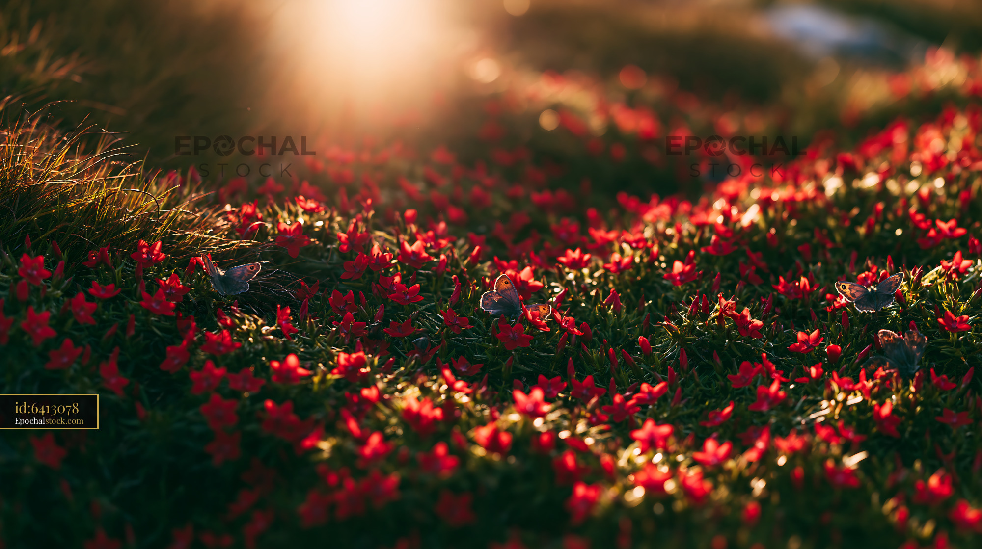 Watermarked full-resolution preview of Red flowers bloom in a sunny meadow during the day