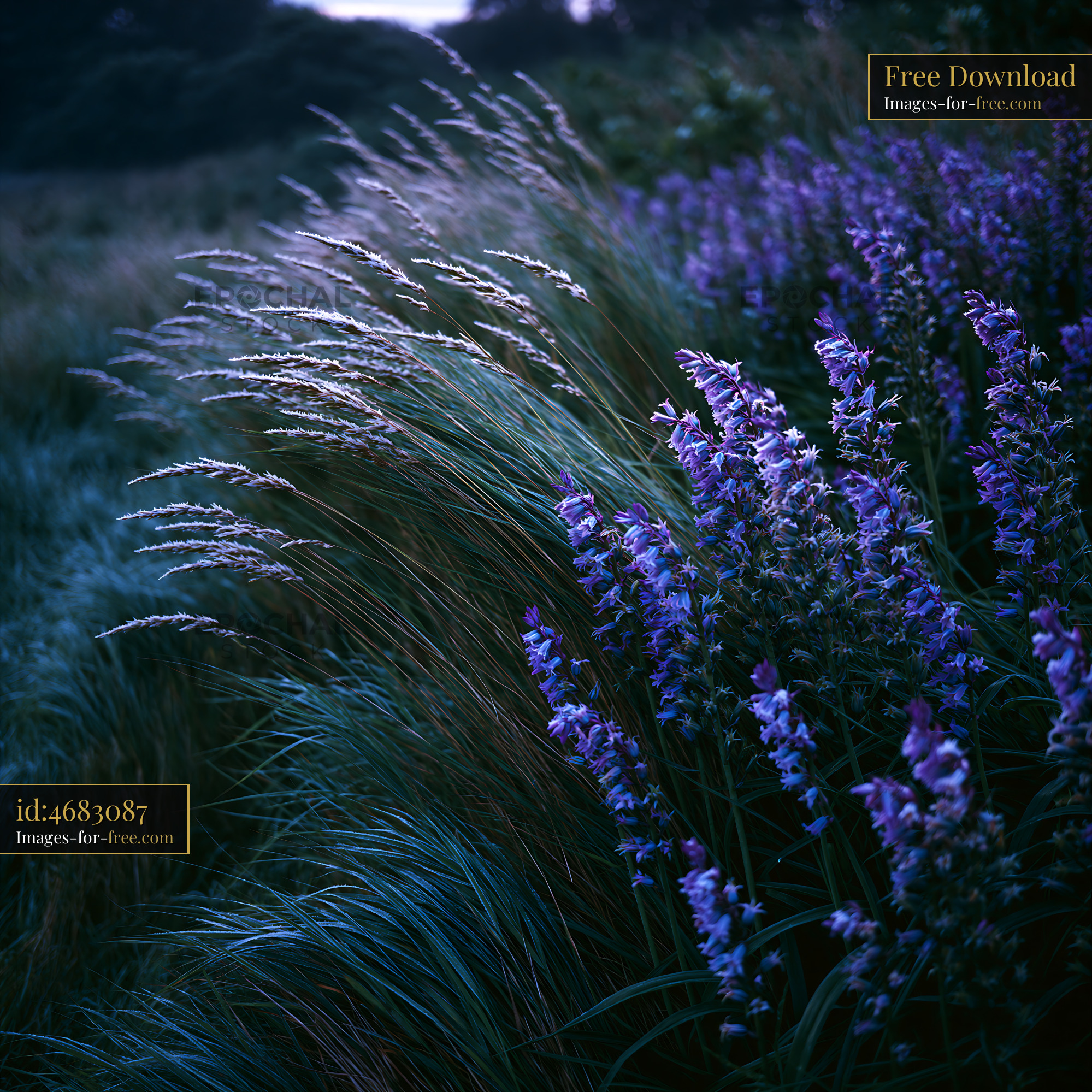 Watermarked full-resolution preview of Wildflowers and grass in a dimly lit field at dusk