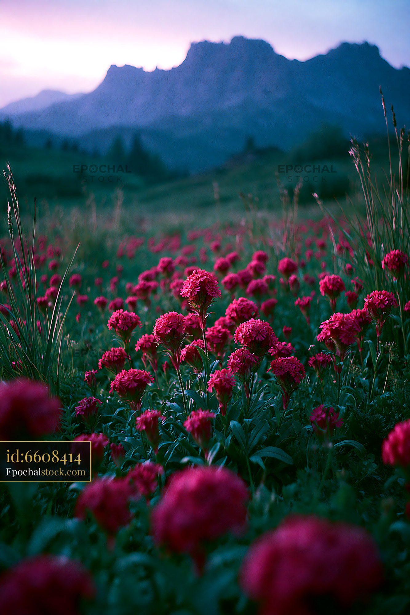 Watermarked full-resolution preview of Vibrant field of red flowers with mountains in background