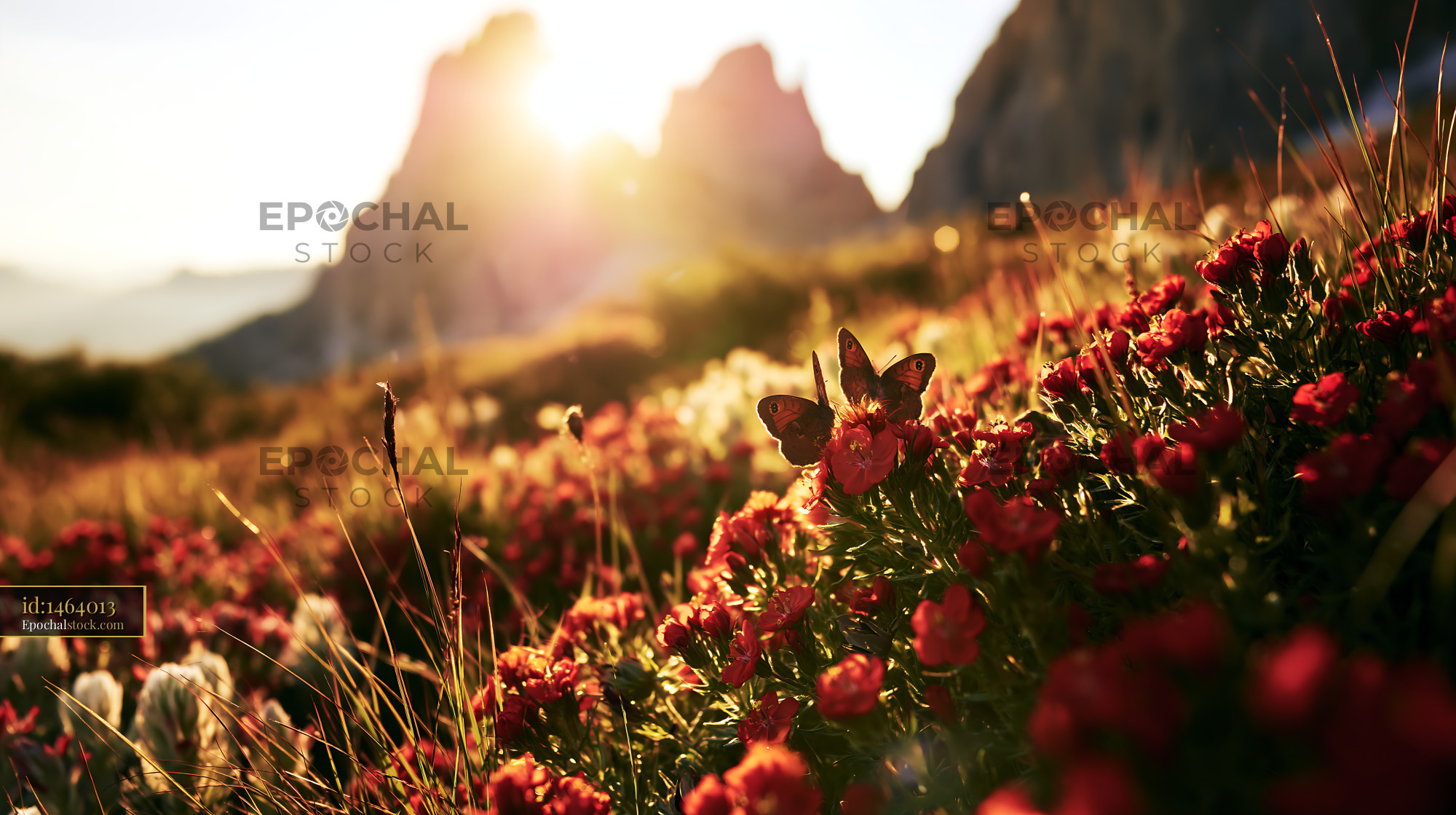 Watermarked full-resolution preview of Morning sun shines on flowers and butterflies in the mountains