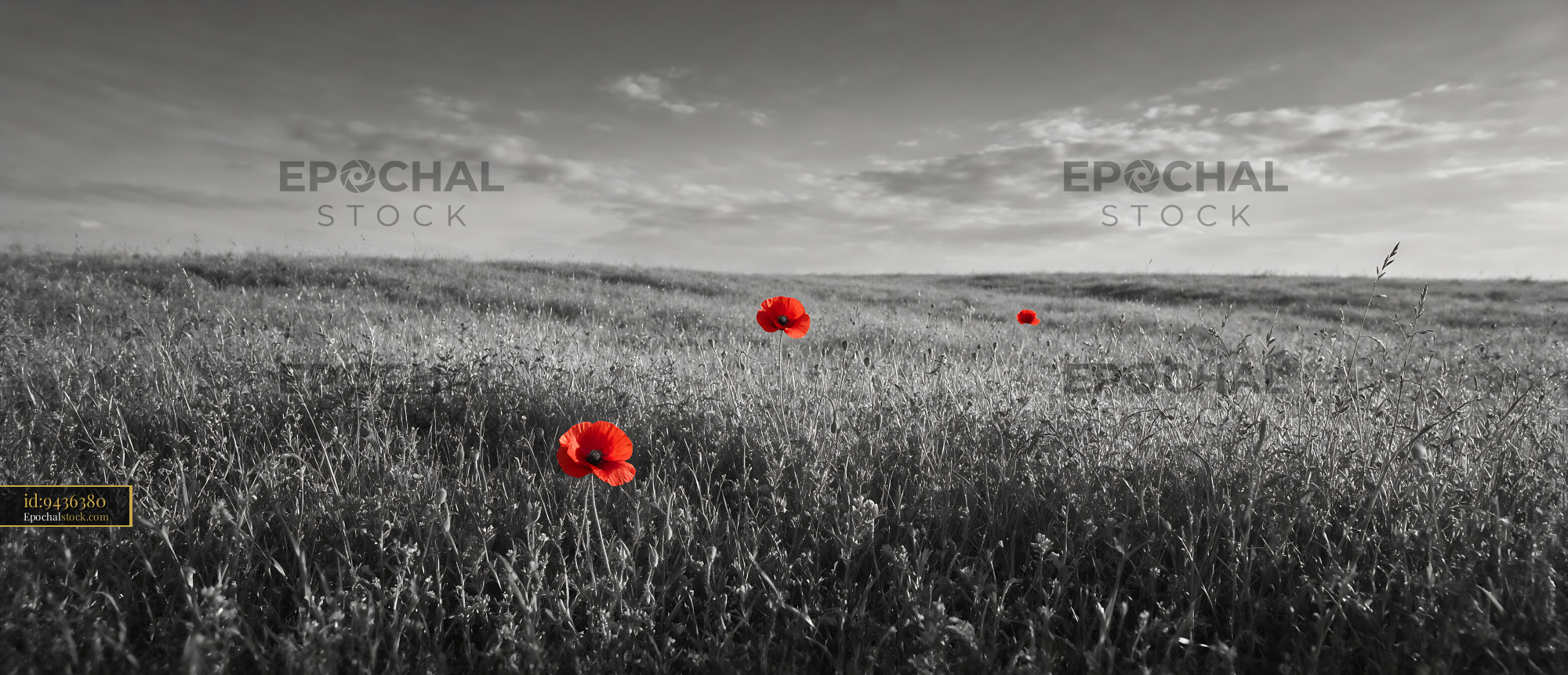 Watermarked full-resolution preview of Red poppies in a black and white field with clouds
