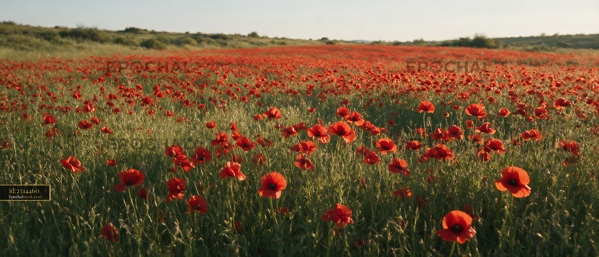 Watermarked full-resolution preview of Vibrant field of red poppies against green grass