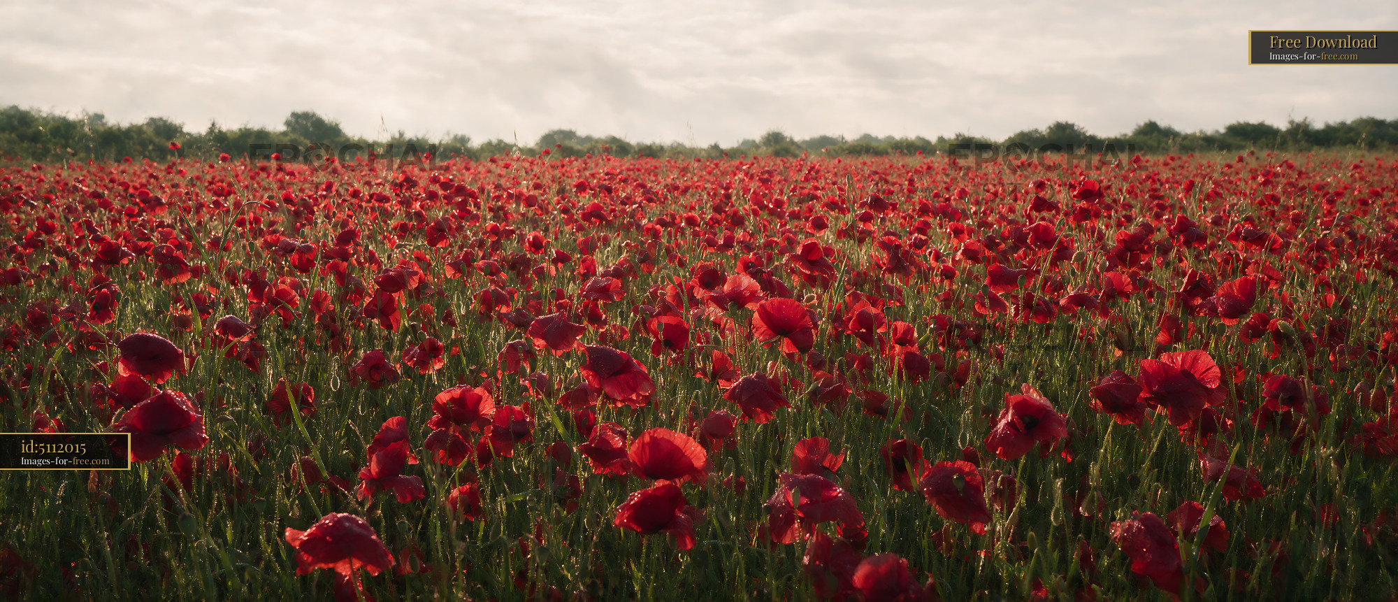 Watermarked full-resolution preview of Fields of red poppies in bloom under a cloudy sky