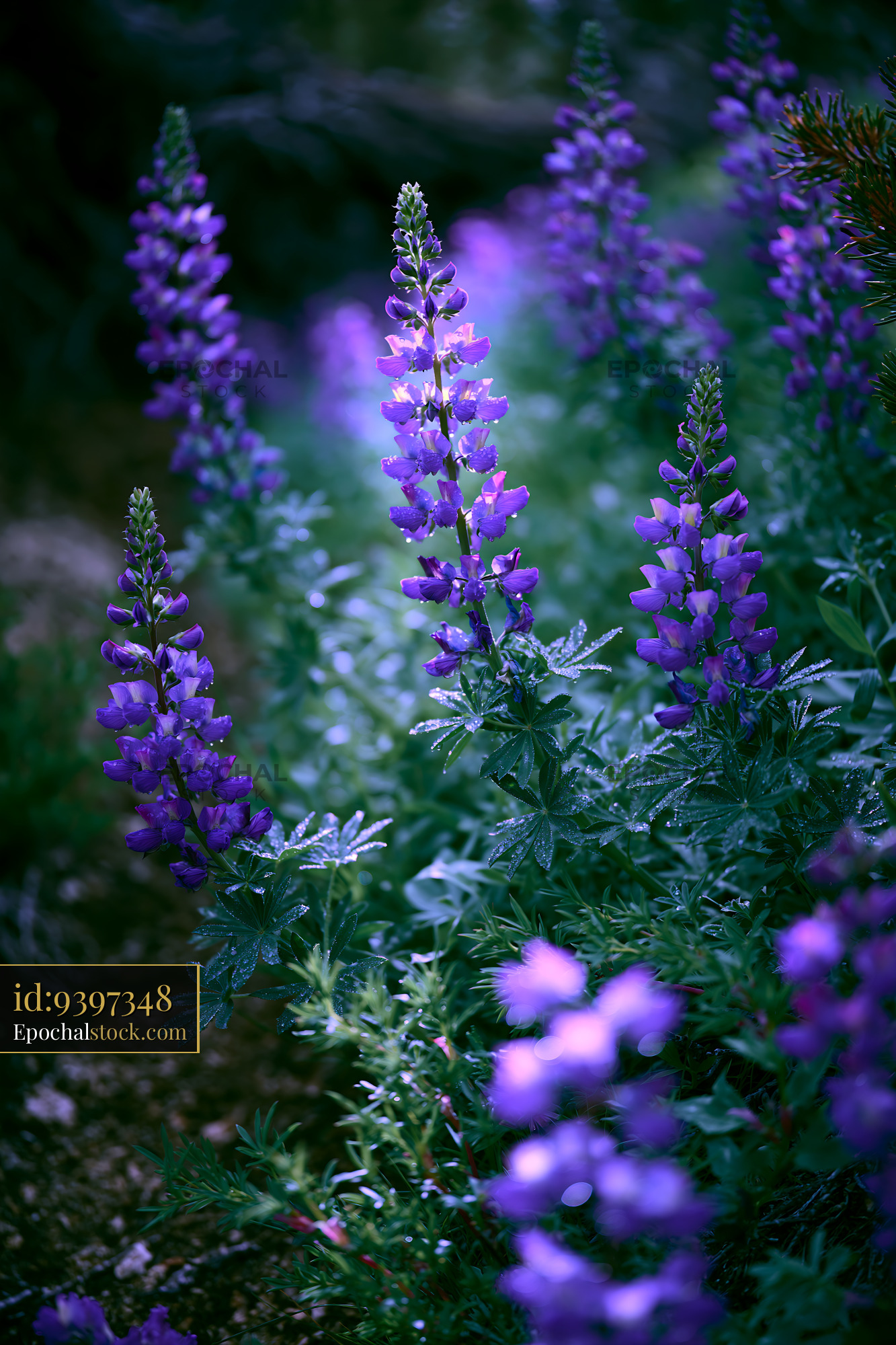 Watermarked full-resolution preview of Purple wildflowers in natural setting