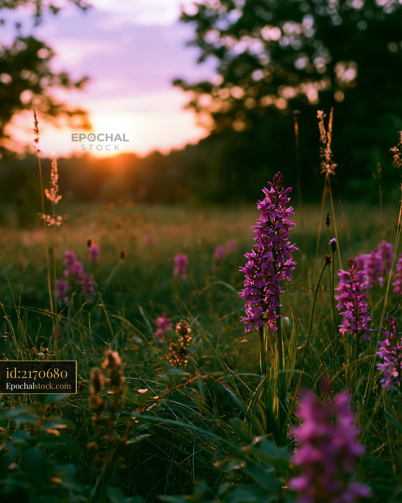 Watermarked full-resolution preview of Vibrant wildflowers during sunset in an open field