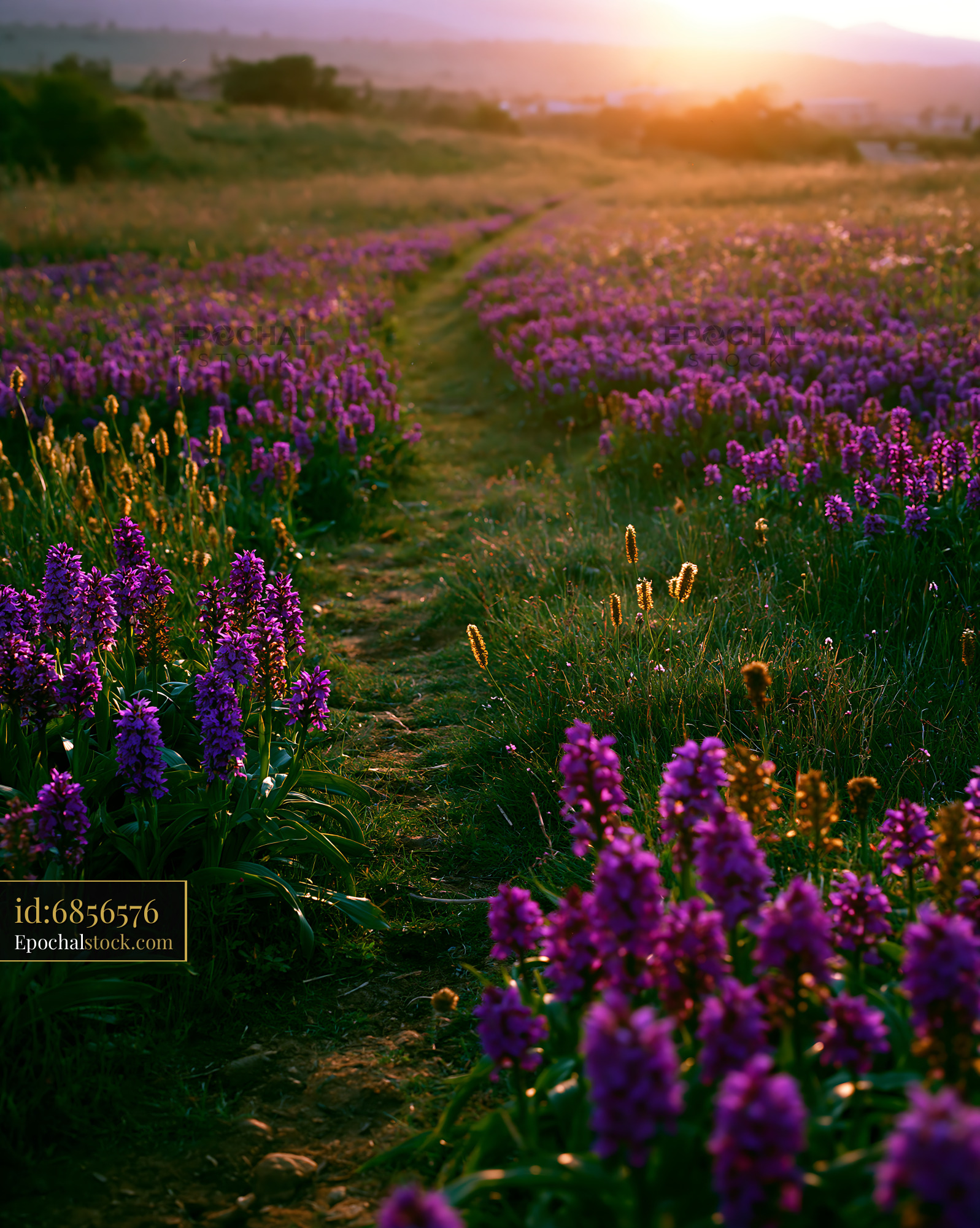 Watermarked full-resolution preview of Path through purple flowers at sunset