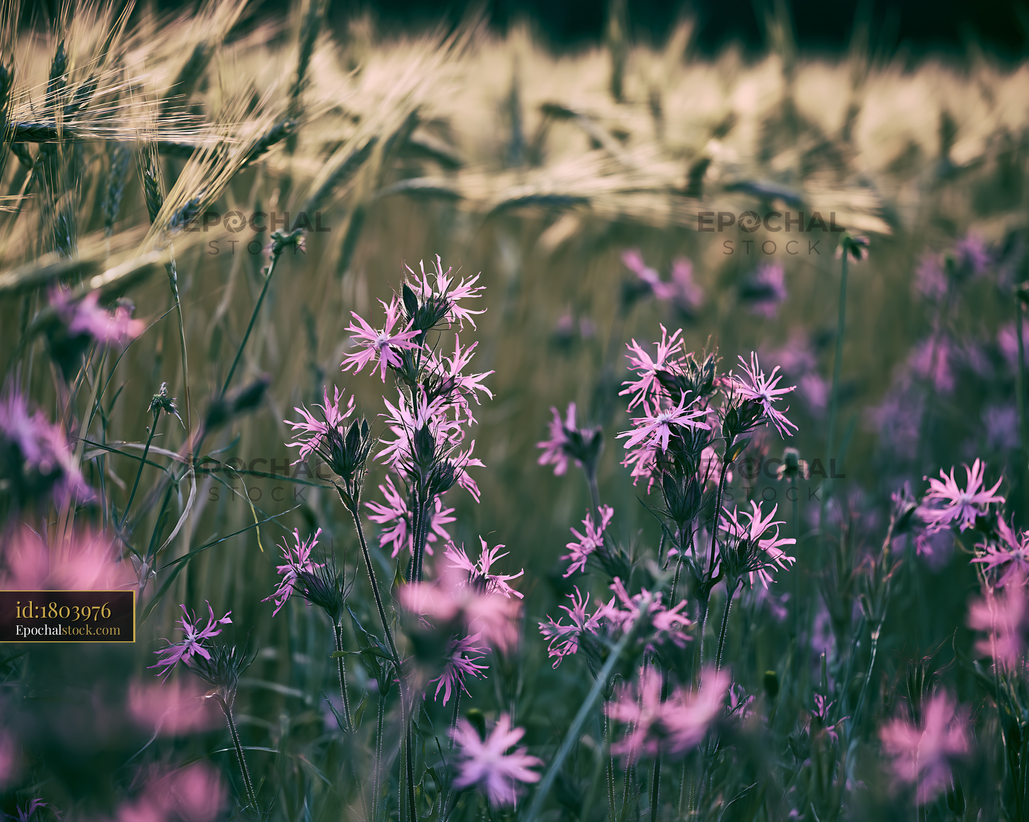 Ragged Robin Blooming in a Meadow With Tall Grass - stock photo