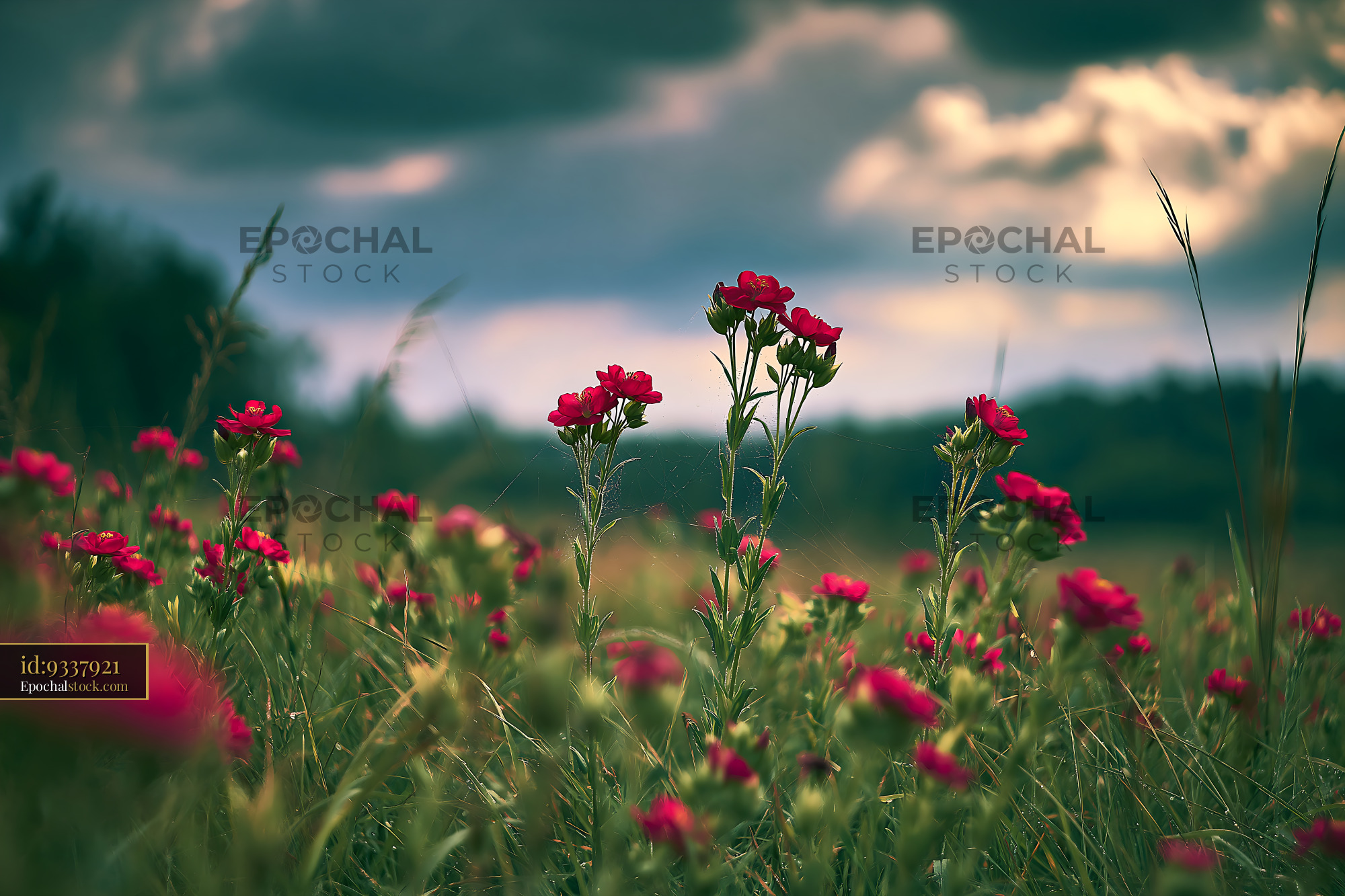 Watermarked full-resolution preview of Bright red flowers in a field under a cloudy sky
